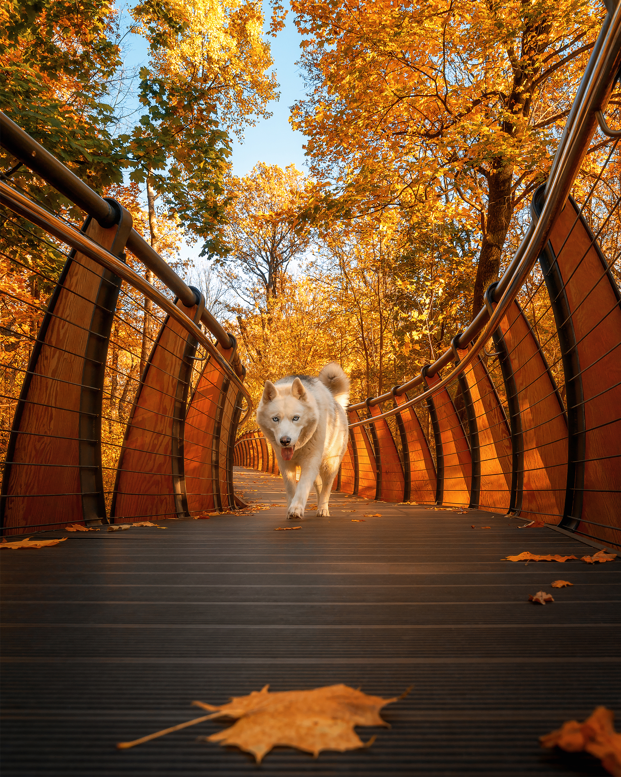 вднх, осень, autumn, dog, moscow, Анастасия Мазурева