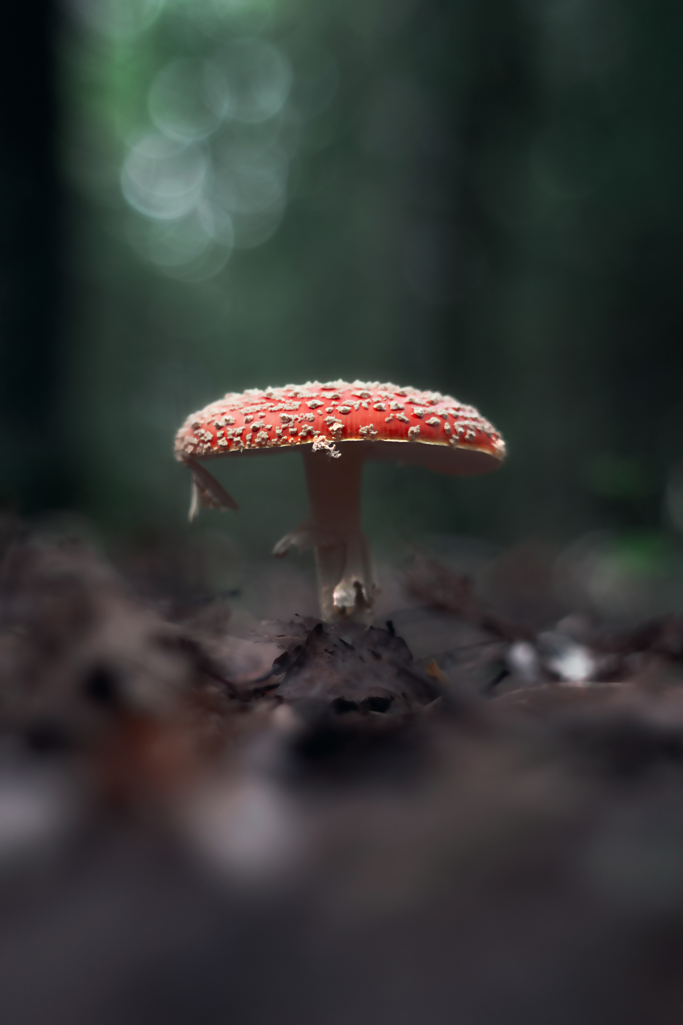 макро, лес, природа, pentacon, mushrooms, nature, forest, macro, Обидина Мария