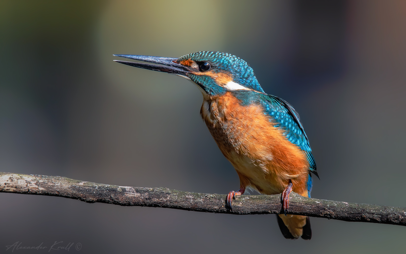 зимородок, обыкновенный зимородок, alcedo atthis, Круль Александр