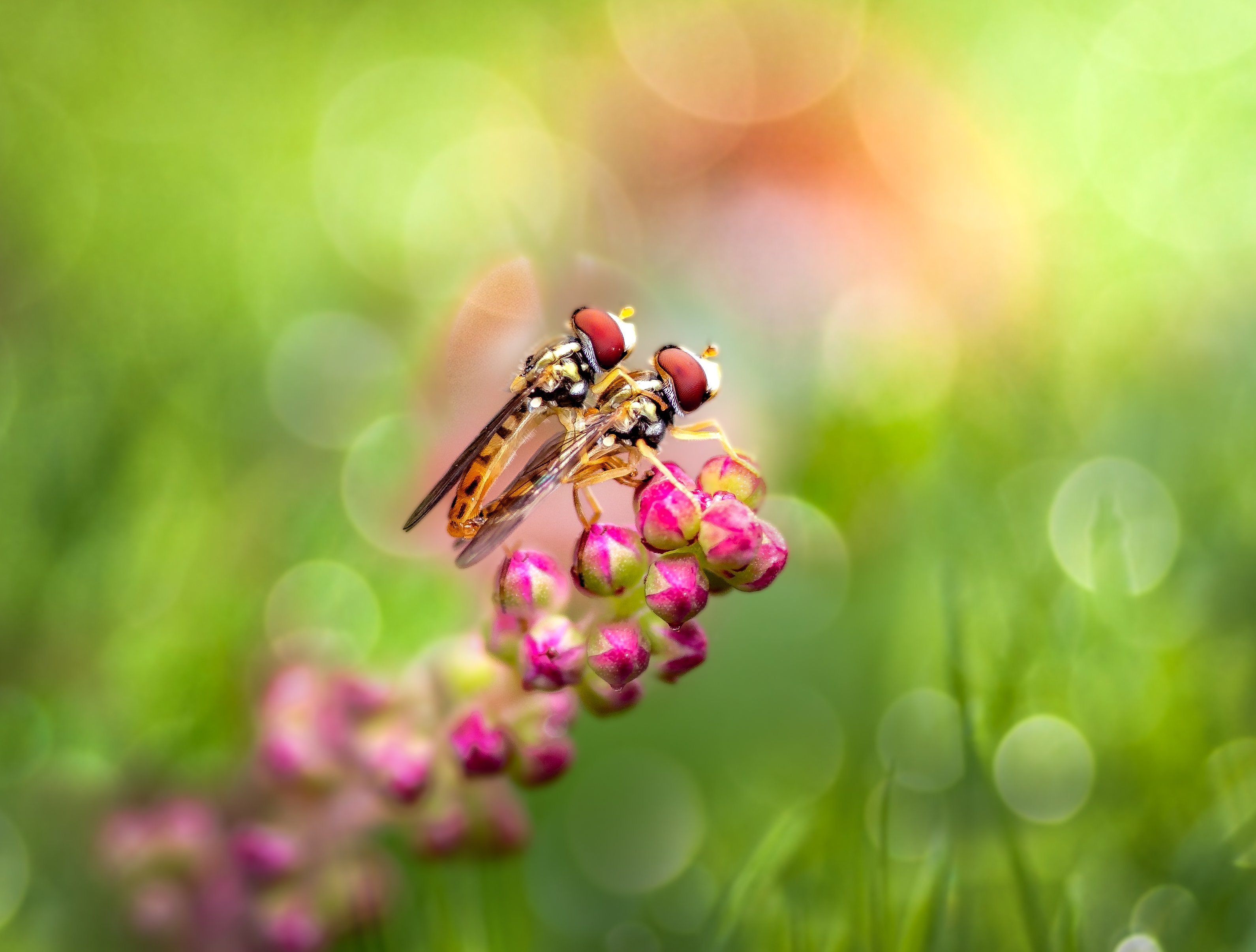 fly, hover, hoverfly, insect, leaf, botfly, tiger fly, macro, bug, nature wild, robber fly, robber,, Atul Saluja