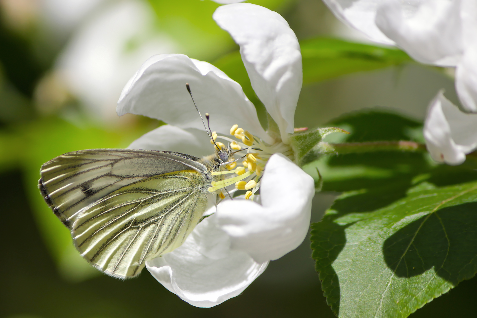 брюквенница, белянка брюквенная, pieris napi, КарОл