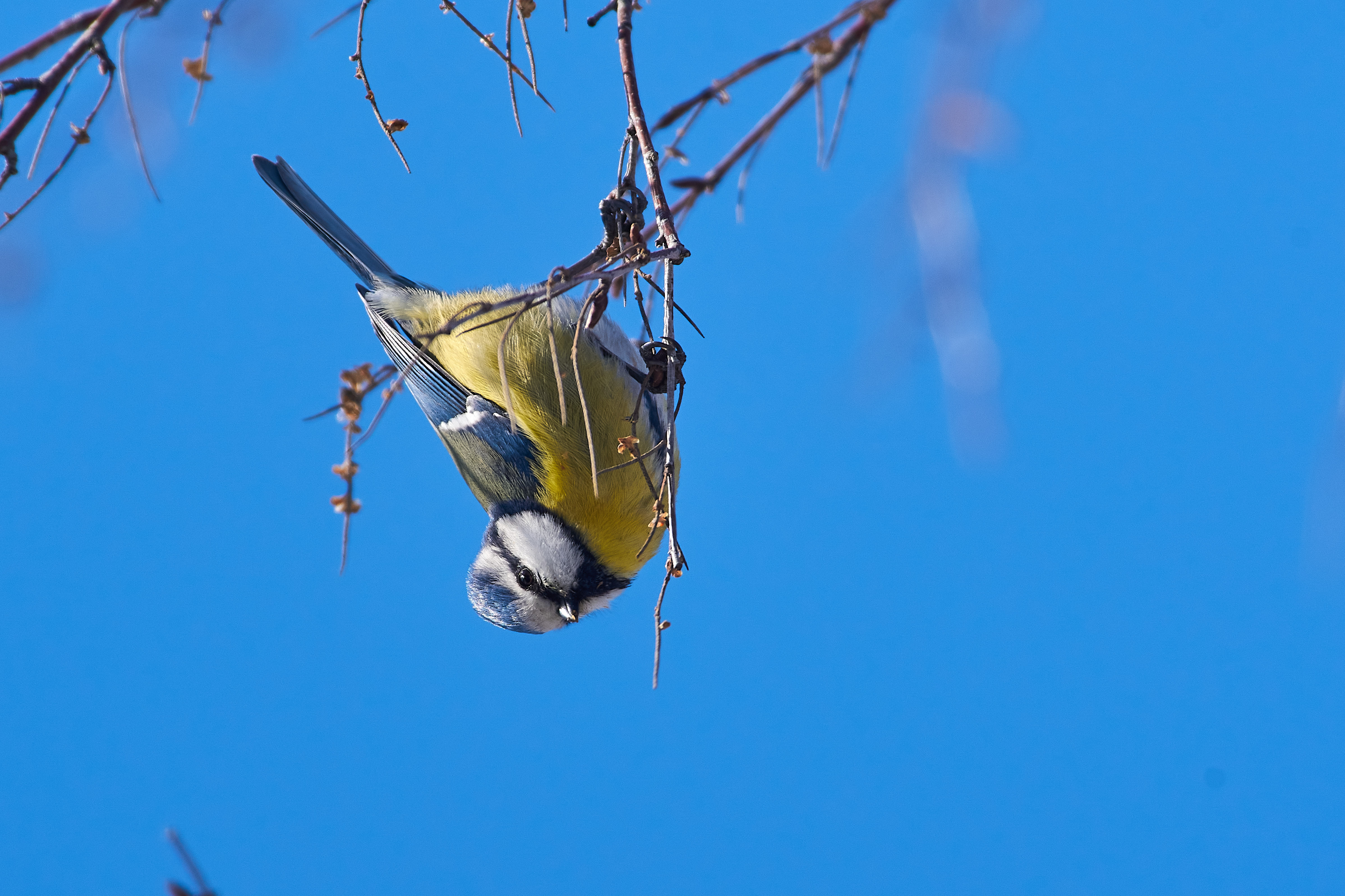 bird, birds, volgograd, russia, wildlife, , Павел Сторчилов