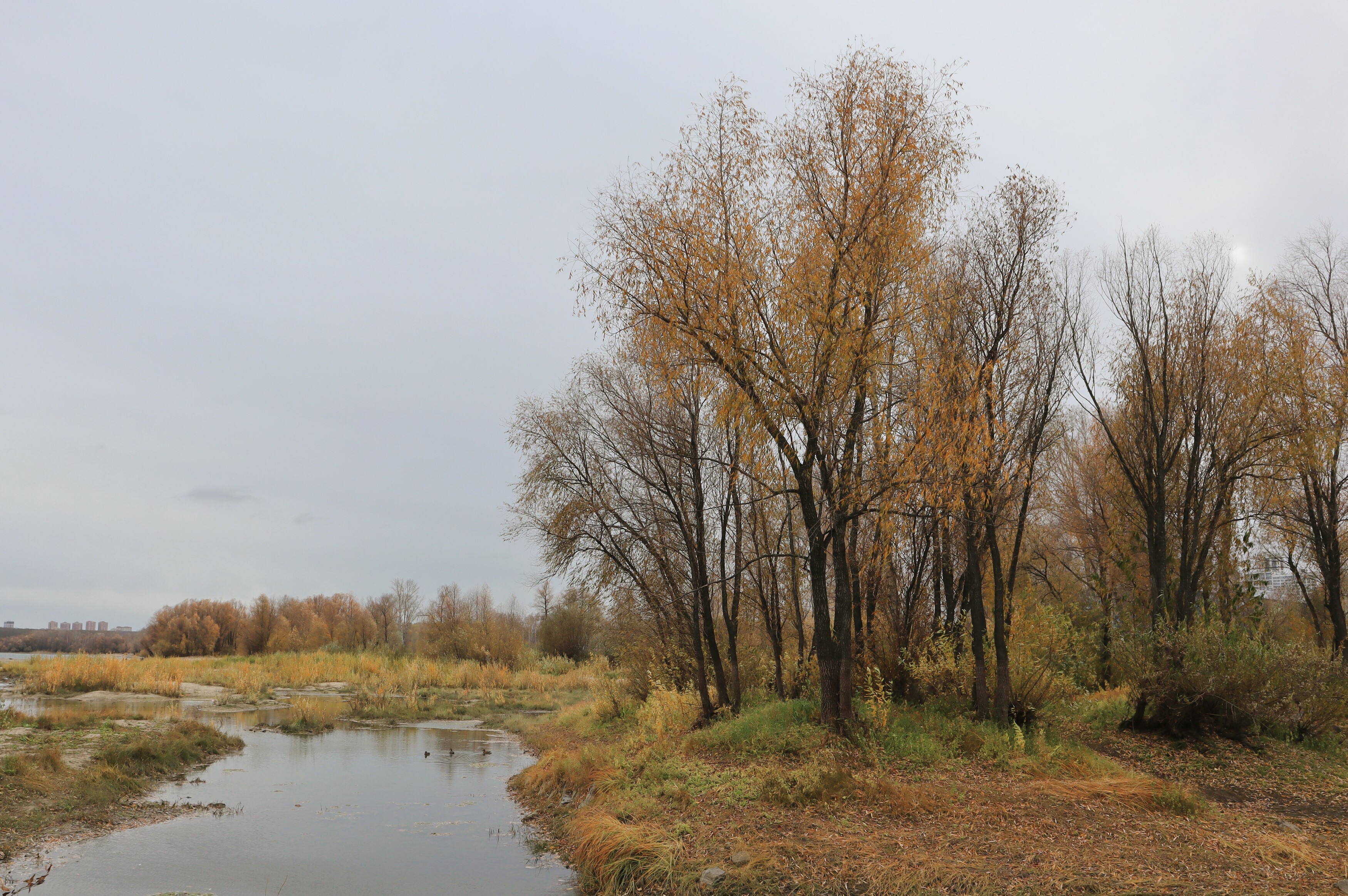 осень,деревья,ручей, Козлова Галина