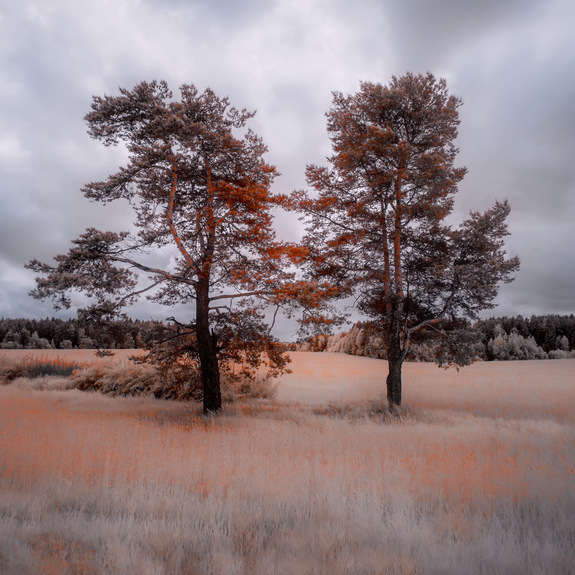 infrared,ик-фото,инфракрасное фото, инфракрасная фотография, пейзаж, лето,  Sixten (Сергей)