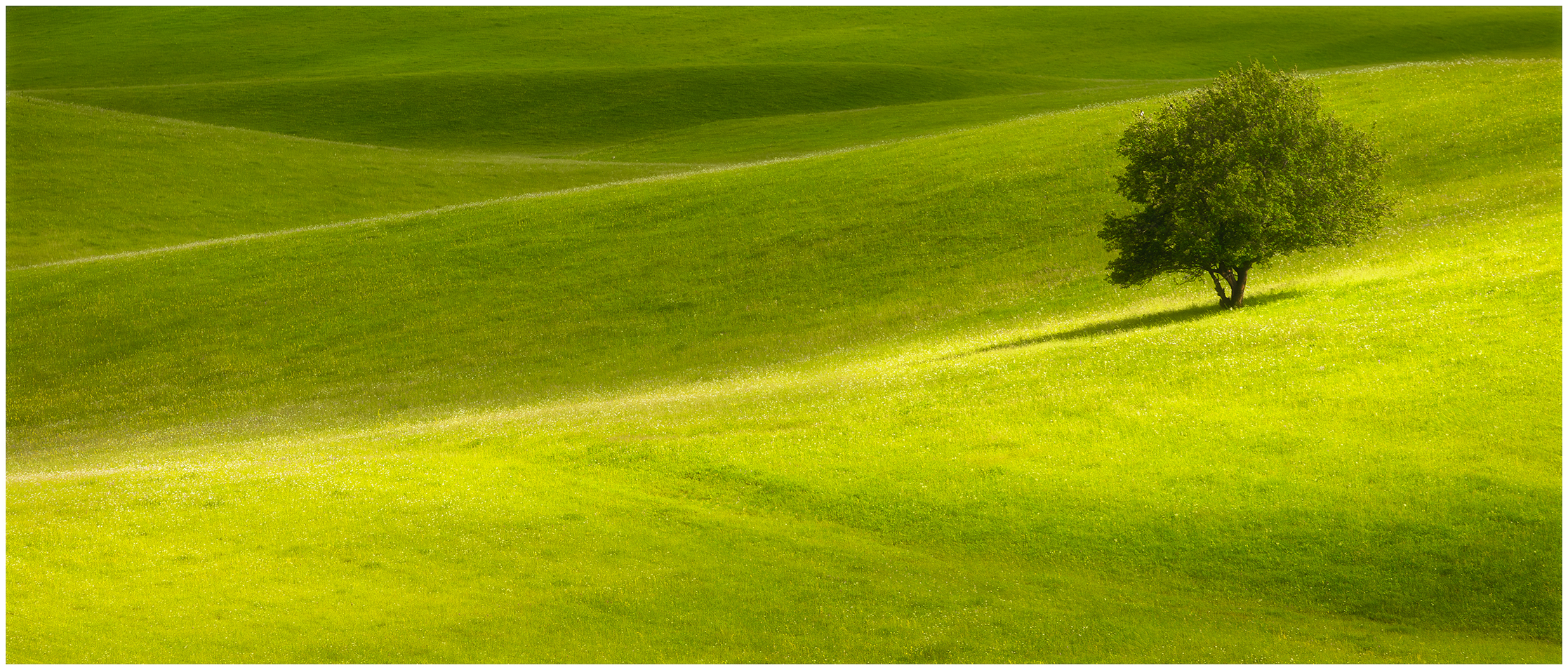 пейзаж, холмы, трава, солнечный свет, дерево, одиночное дерево, природа, landscape, landscape photogrpahy, nature, lone tree, grass, hills, TIMUR ERSNO