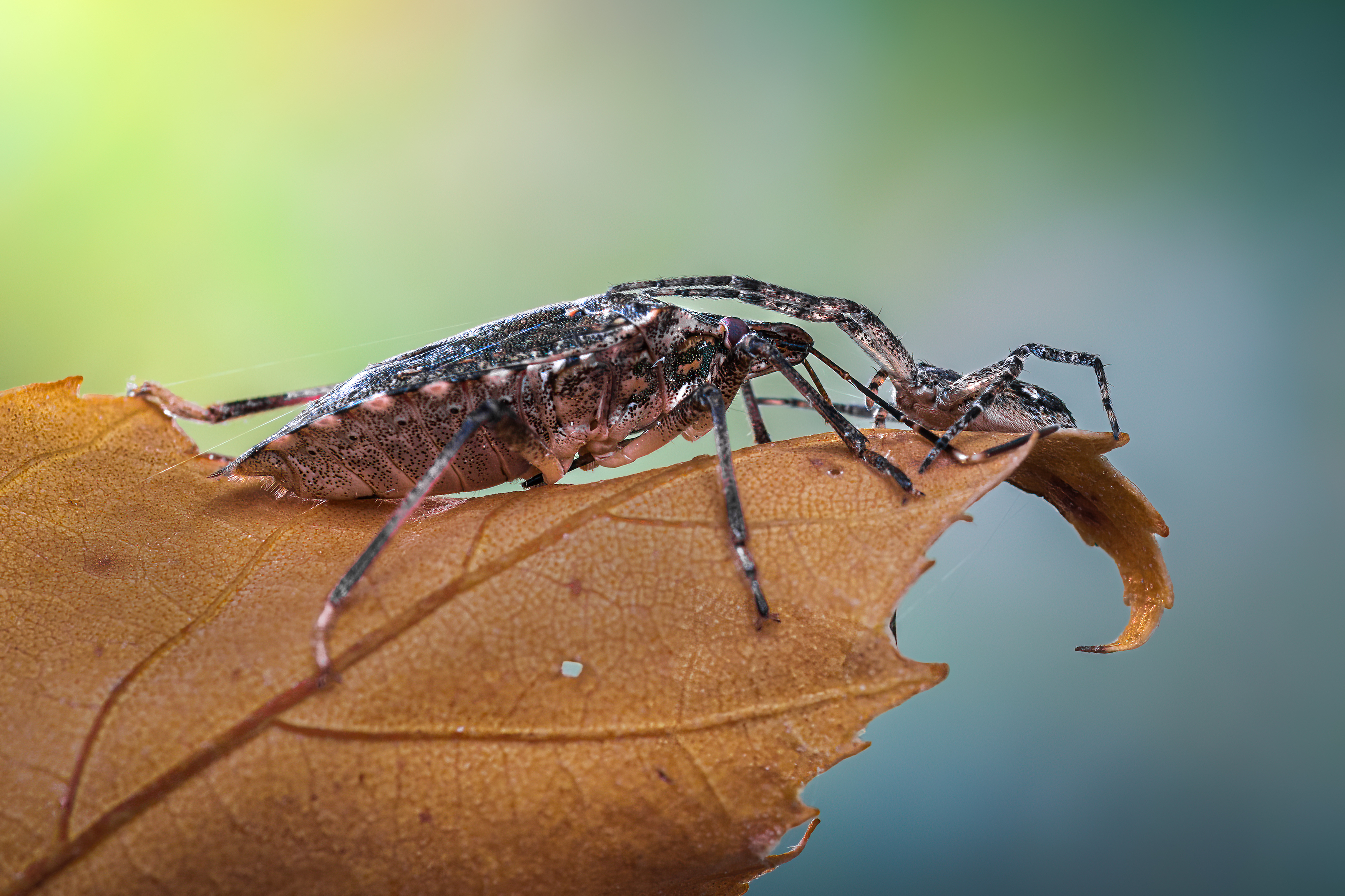 shield bug, spider, autumn, beetle, insect, fall, autumn, stink bug, macro, leaves, season, seasons, camouflage, camouflaged,, Atul Saluja