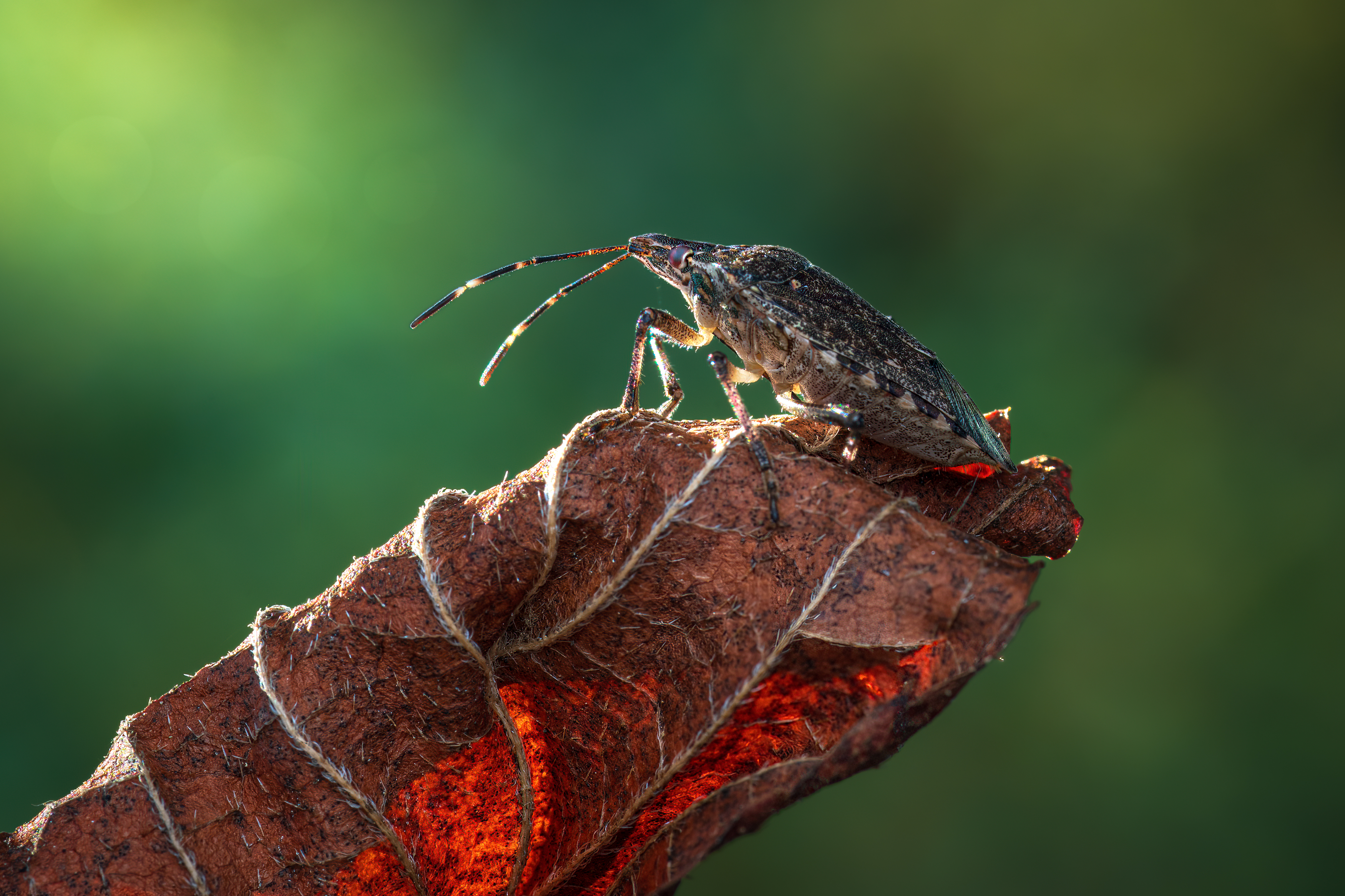 shield bug, beetle, insect, fall, autumn, stink bug, macro, leaves, season, seasons, camouflage, camouflaged,, Atul Saluja