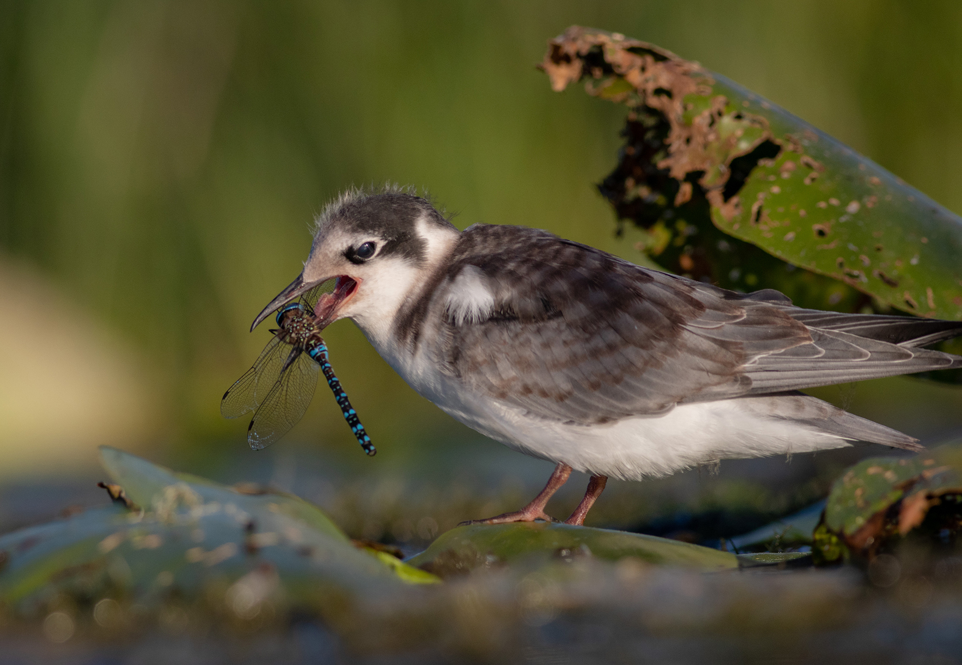 черная крачка, птенец, птица,birds, хотча, стрекоза, Павел Краснослободцев