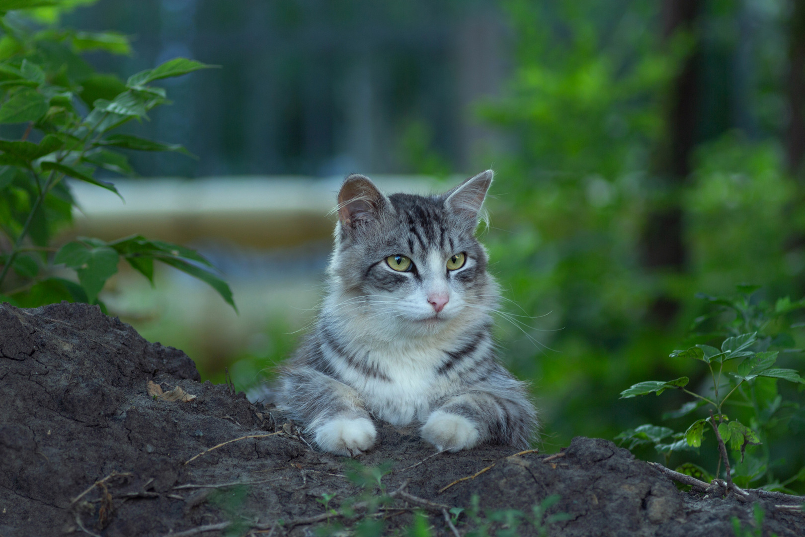 дворовая кошка, Александр Канцур