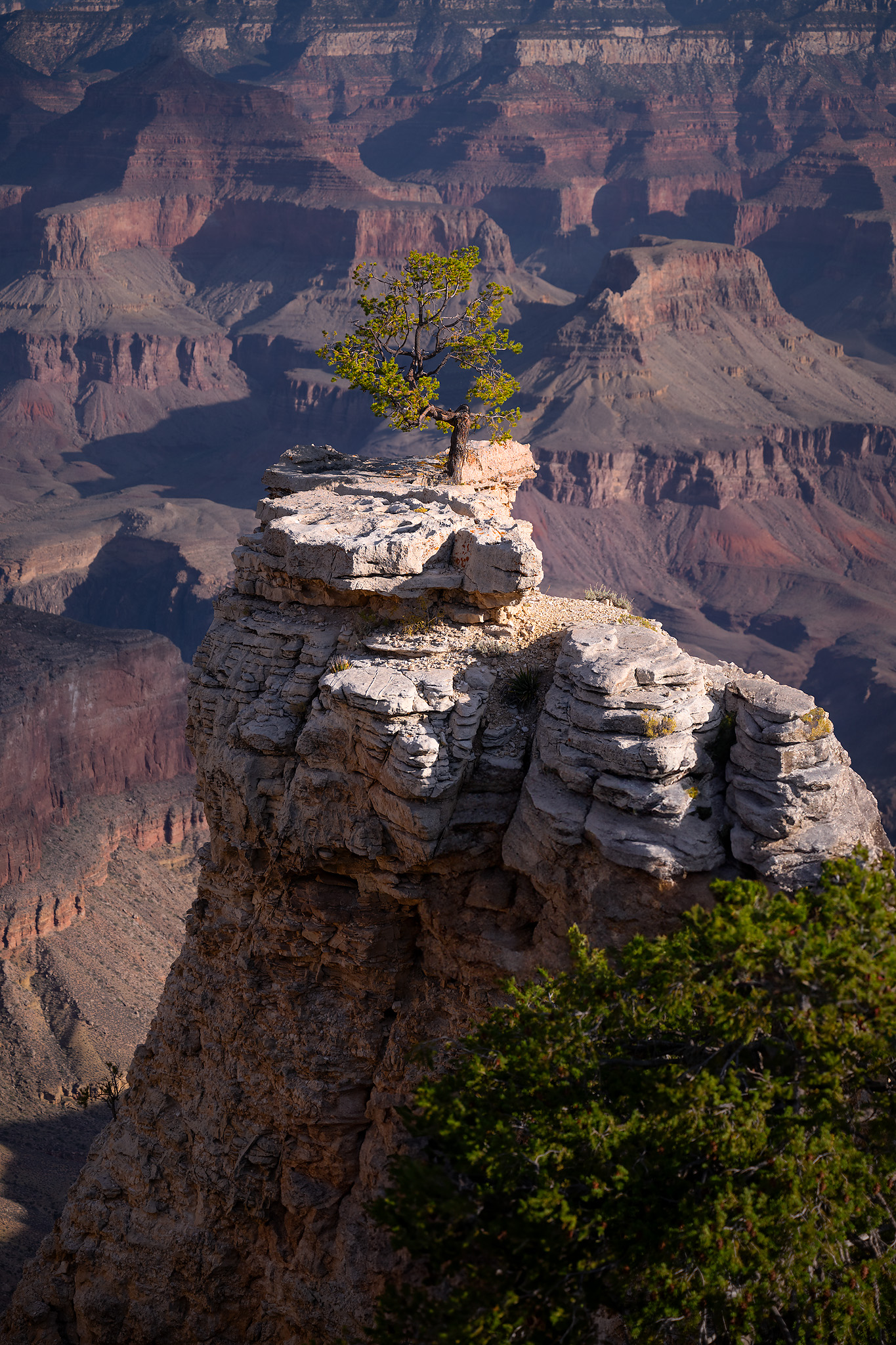 grand canyon, Arizona, tree, rocks, , Gubski Alexander