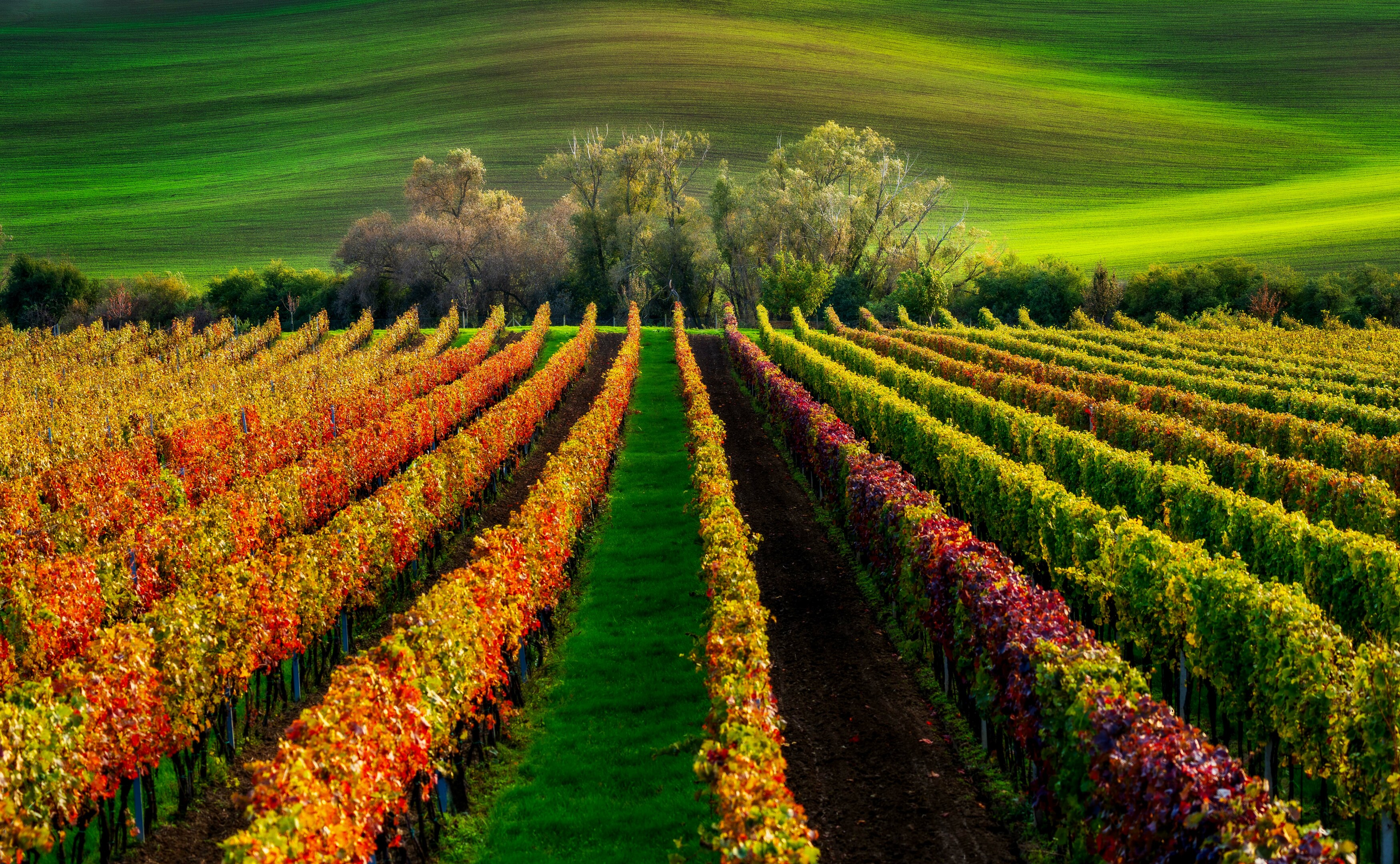 autumn, moravia, vineyard., Stanislav Judas