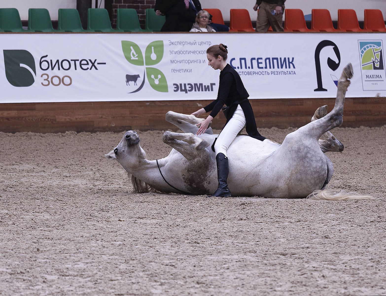 выступление, всадница, лошадь, спорт, horse, girl,performance,sport, Стукалова Юлия