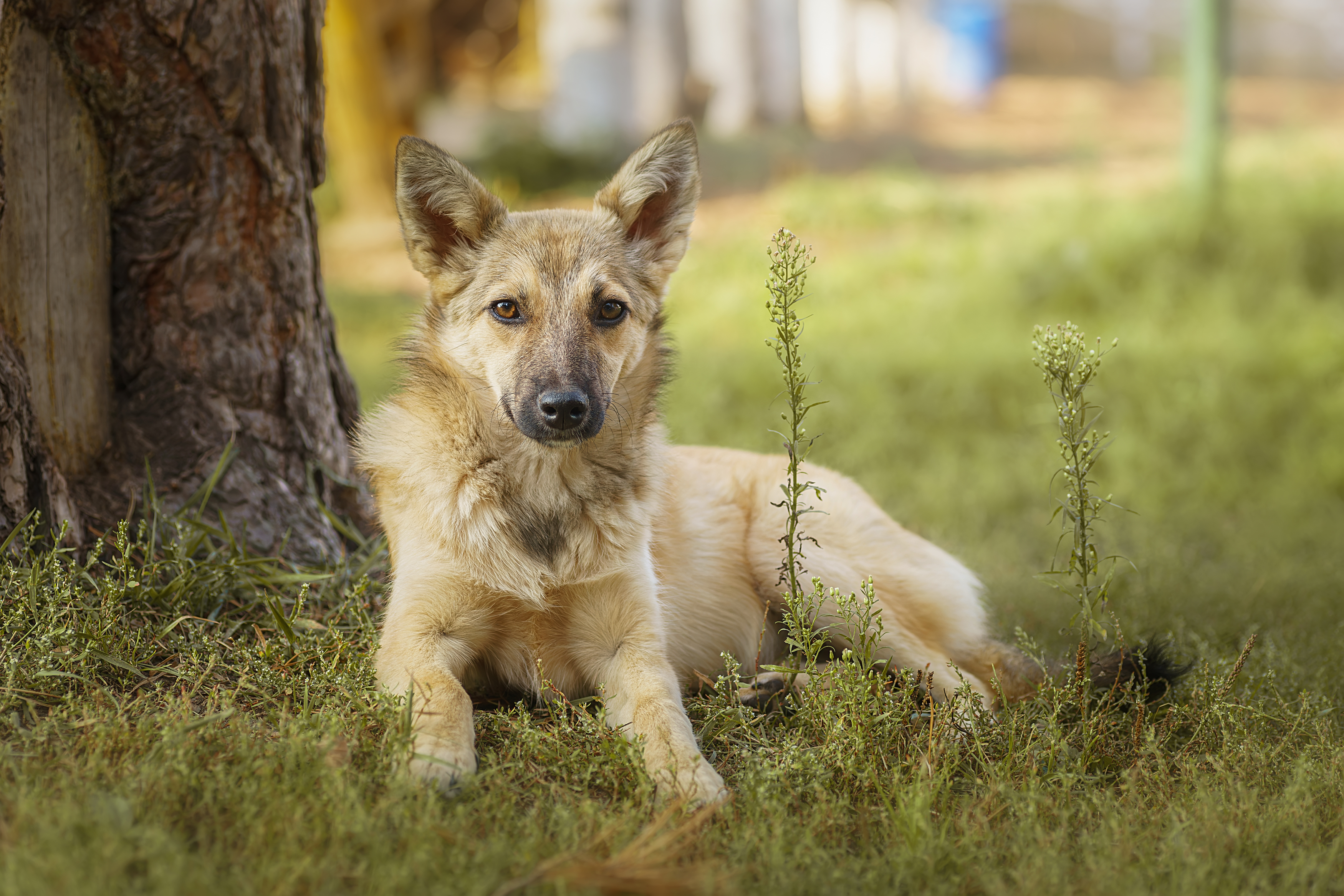 , Корнеев Алексей