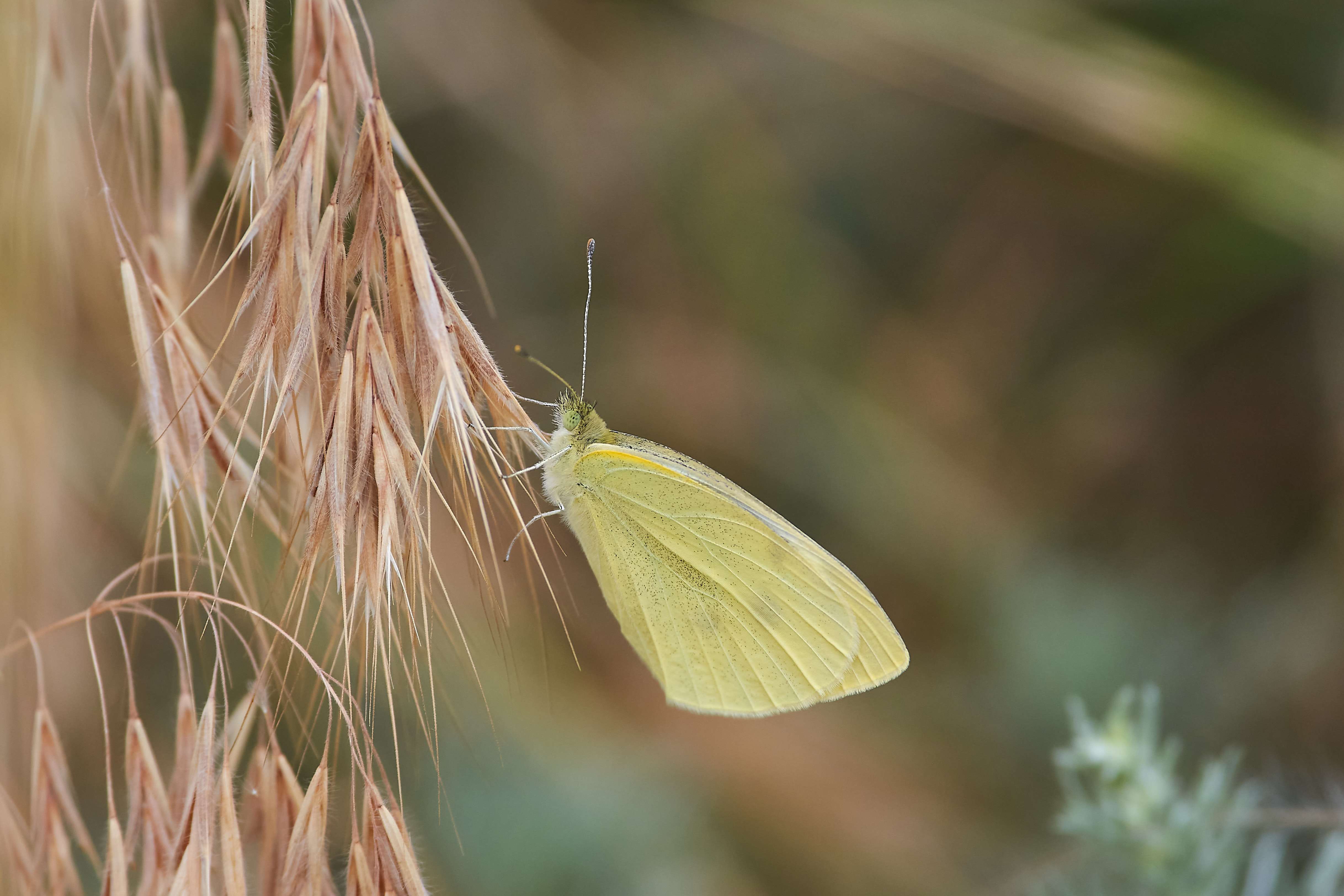 buttefly, volgograd, russia, wildlife, , Павел Сторчилов