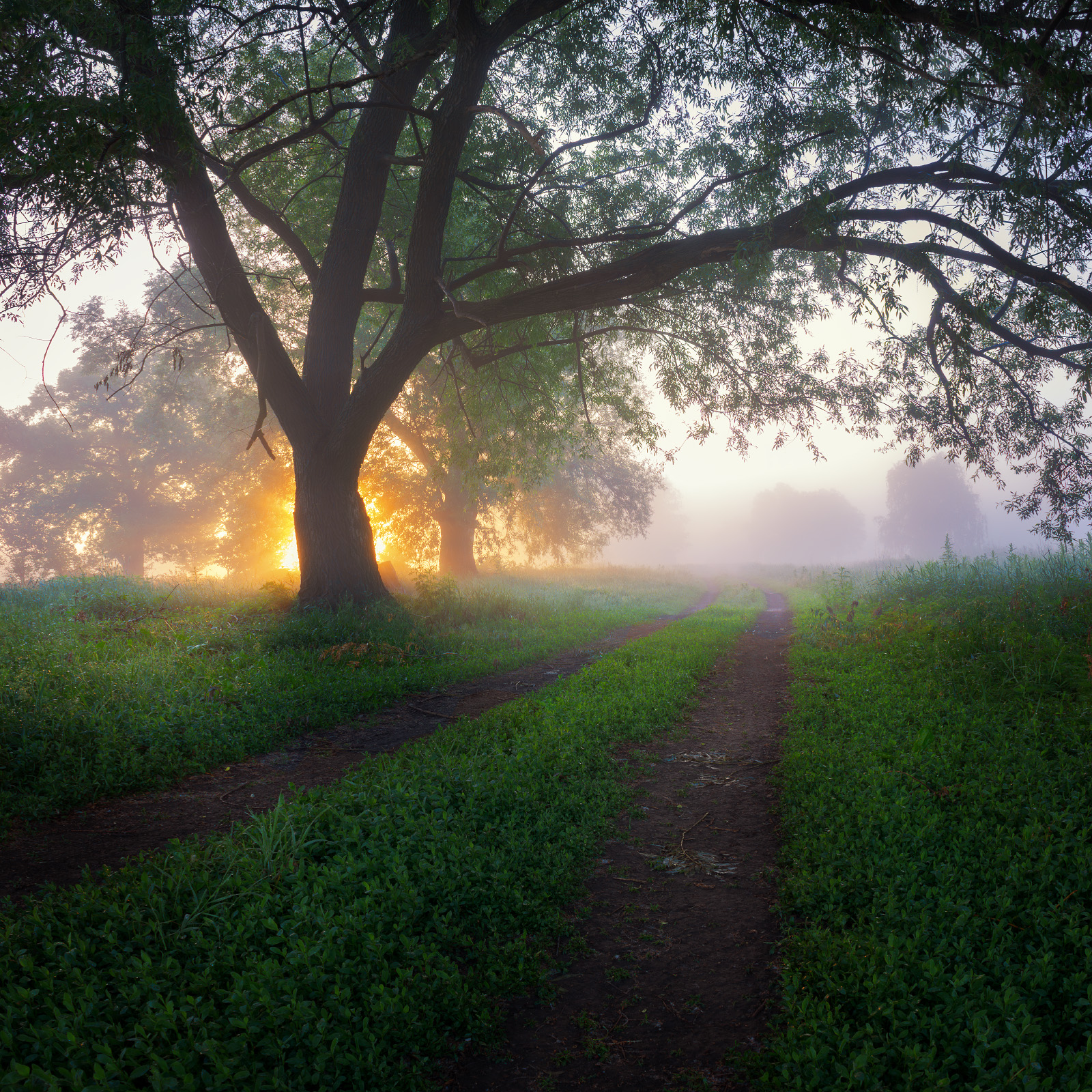 morning, fog, dawn, road, tree, landscape, meadow, Виктор Тулбанов