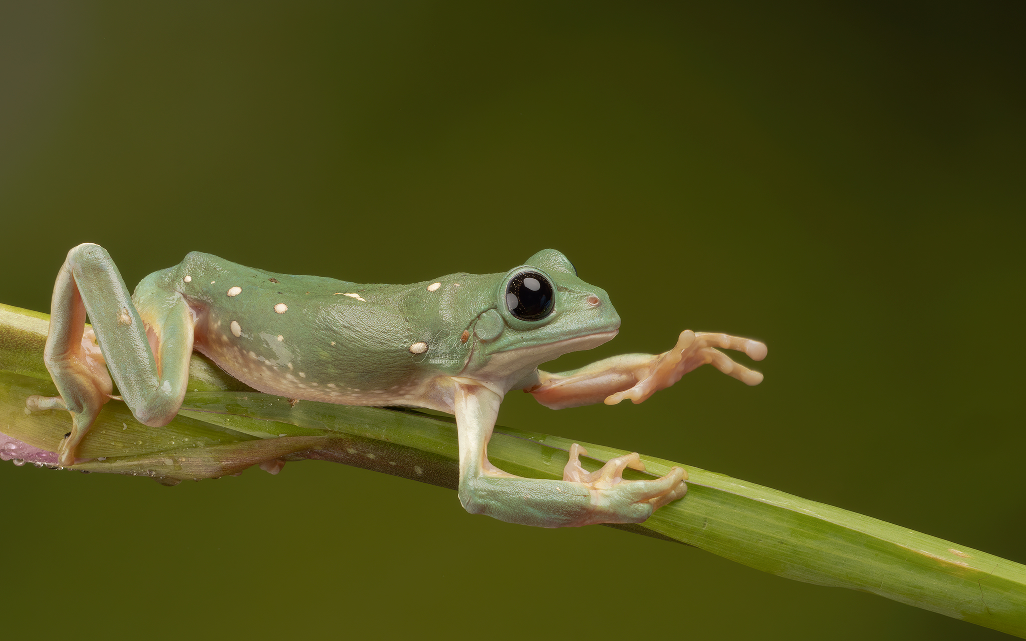 mexican leaf frog, nature, reptiles and amphibians, close up, canon, MARIA KULA