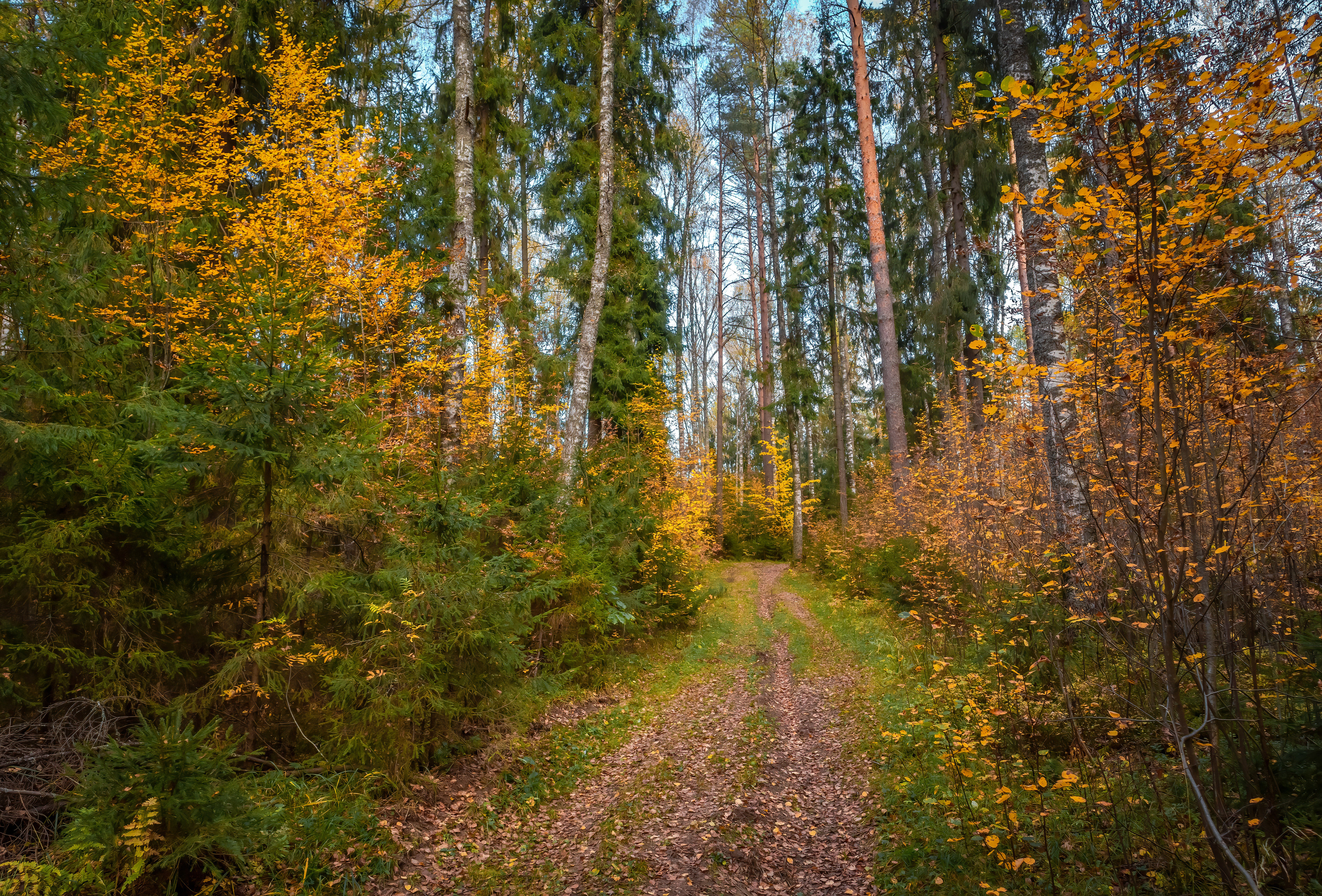 лес осень дорога, Бойков Алексей