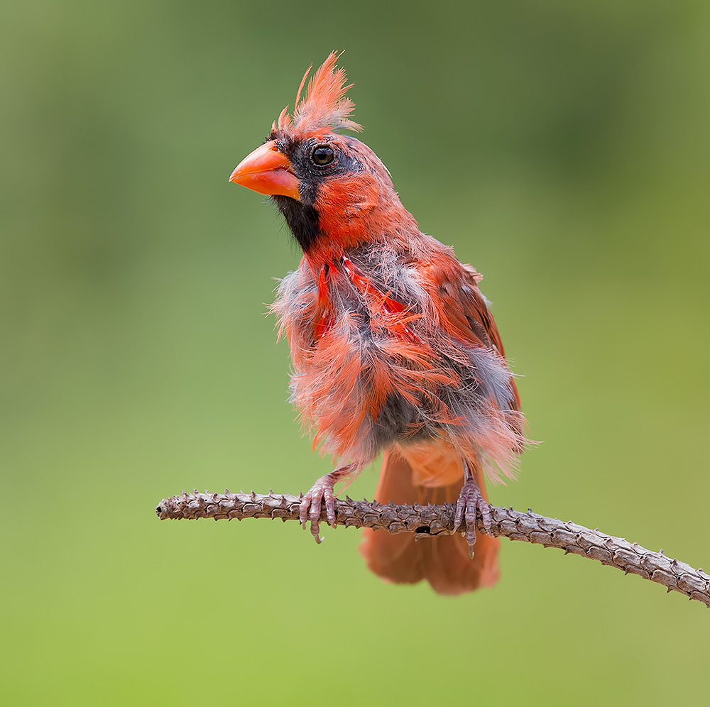 красный кардинал, northern cardinal, cardinal,кардинал, Etkind Elizabeth