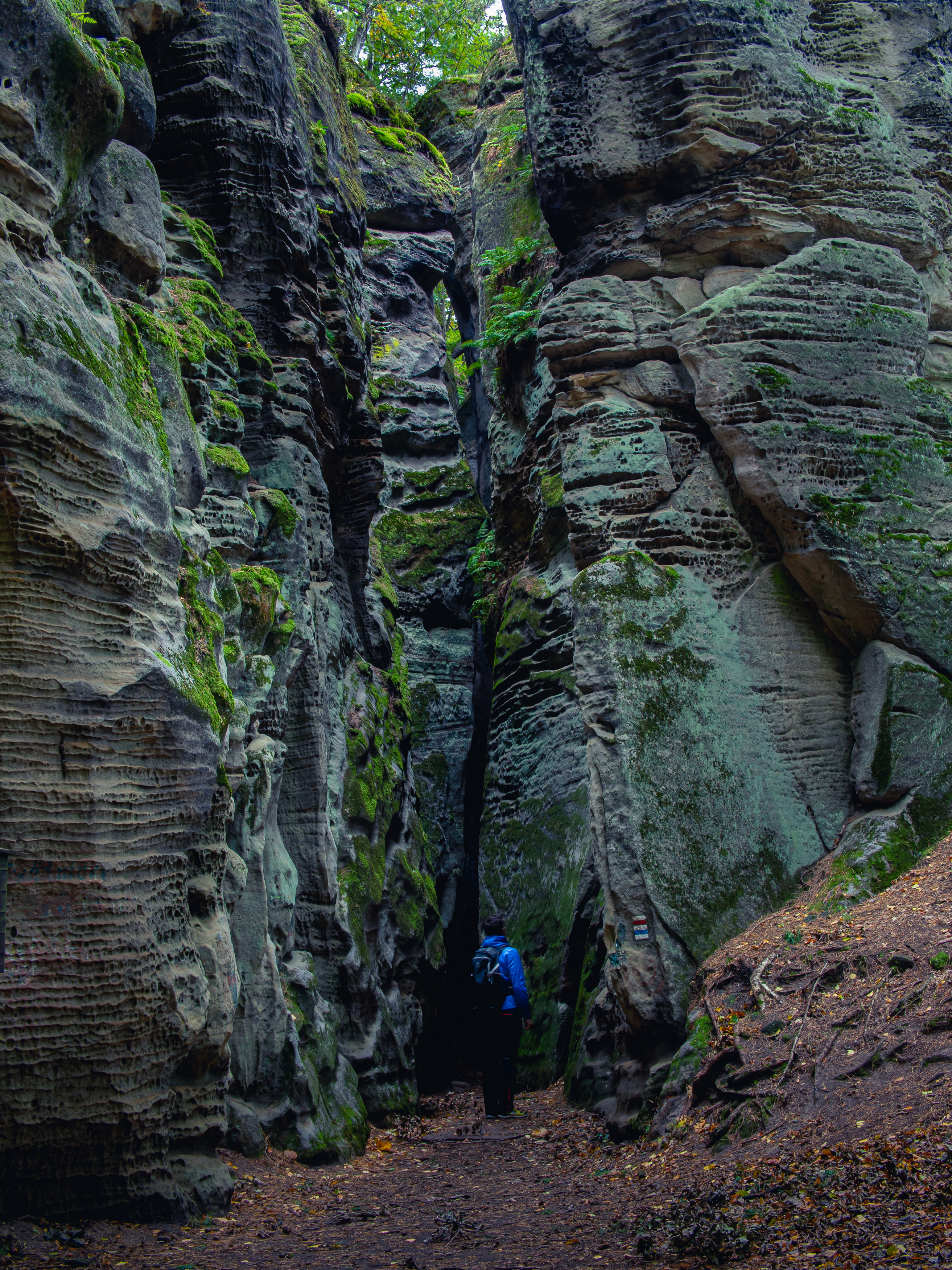 czech,czechia,czech paradise,rock,woods,woodland, Slavomír Gajdoš