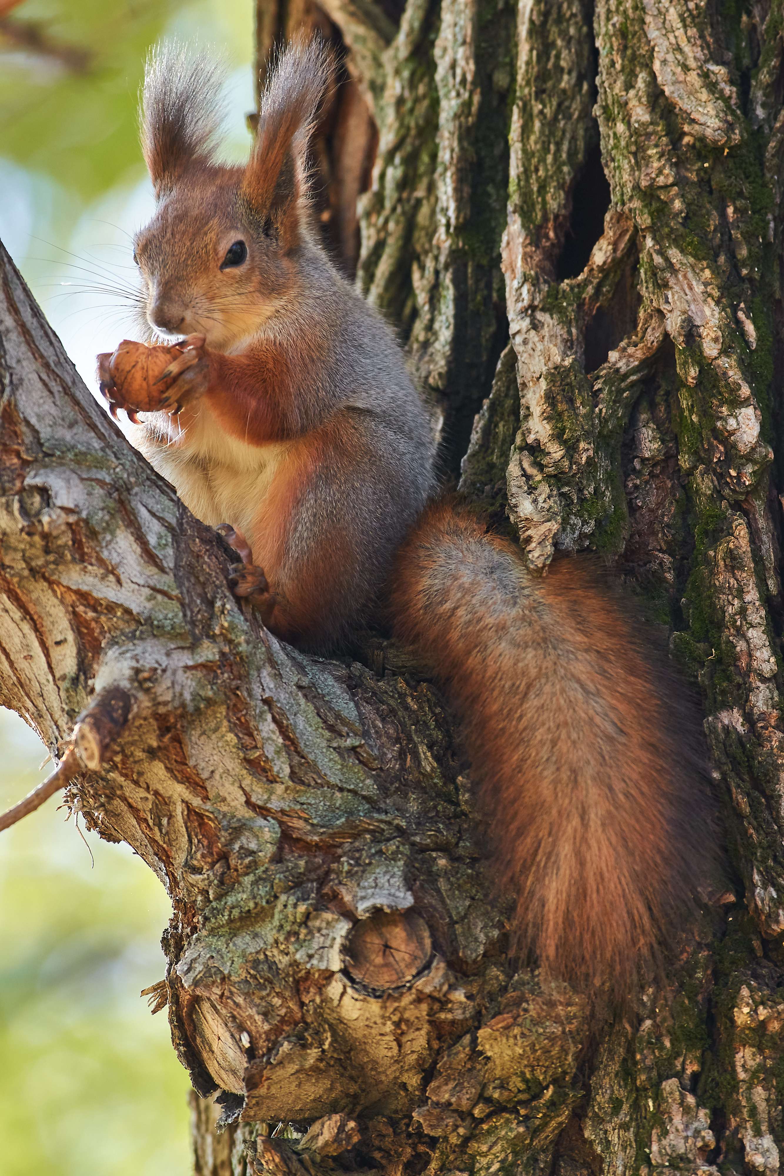 squirrel, volgograd, russia, , Павел Сторчилов