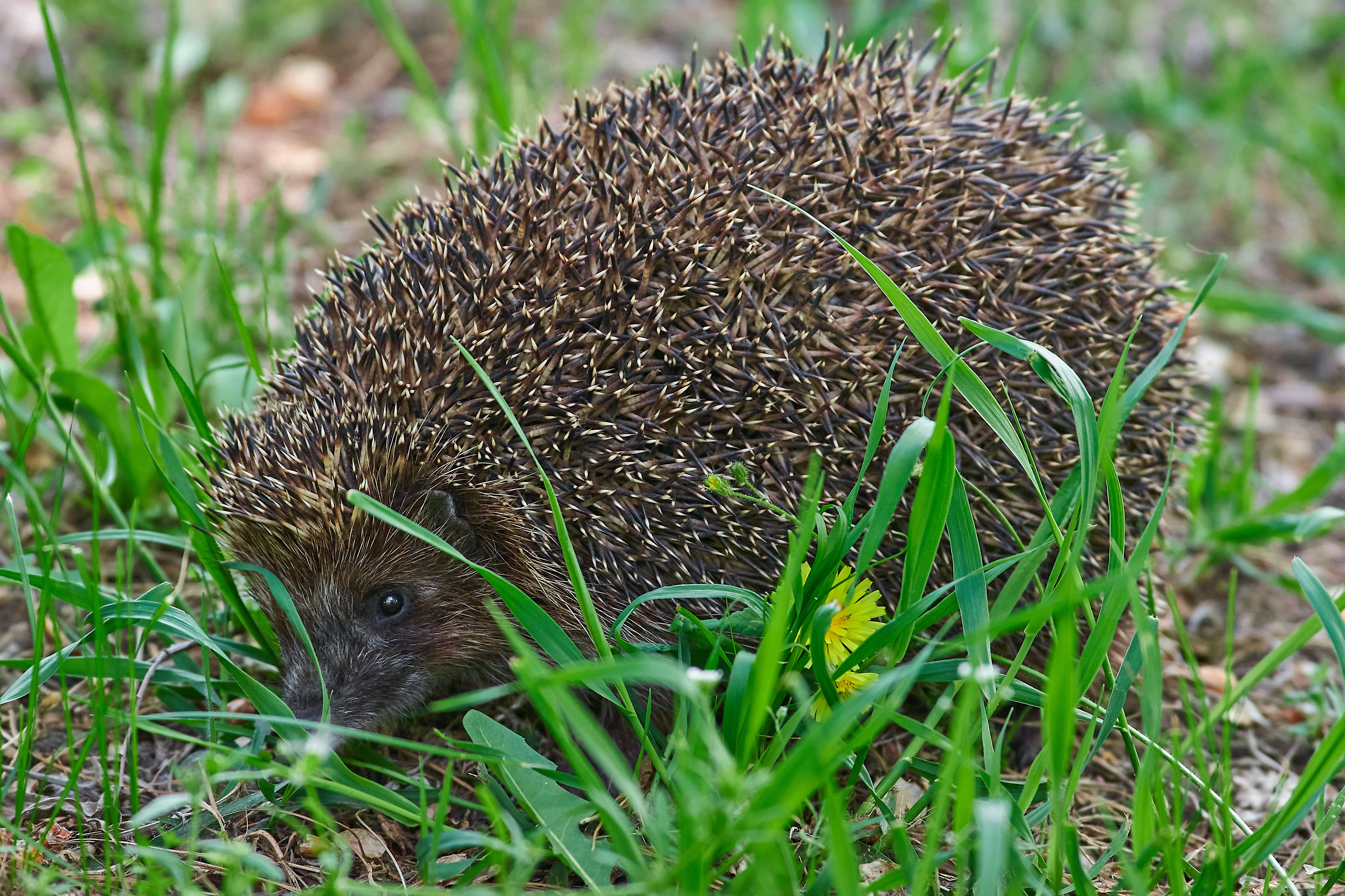 volgograd, russia, wildlife, , Павел Сторчилов