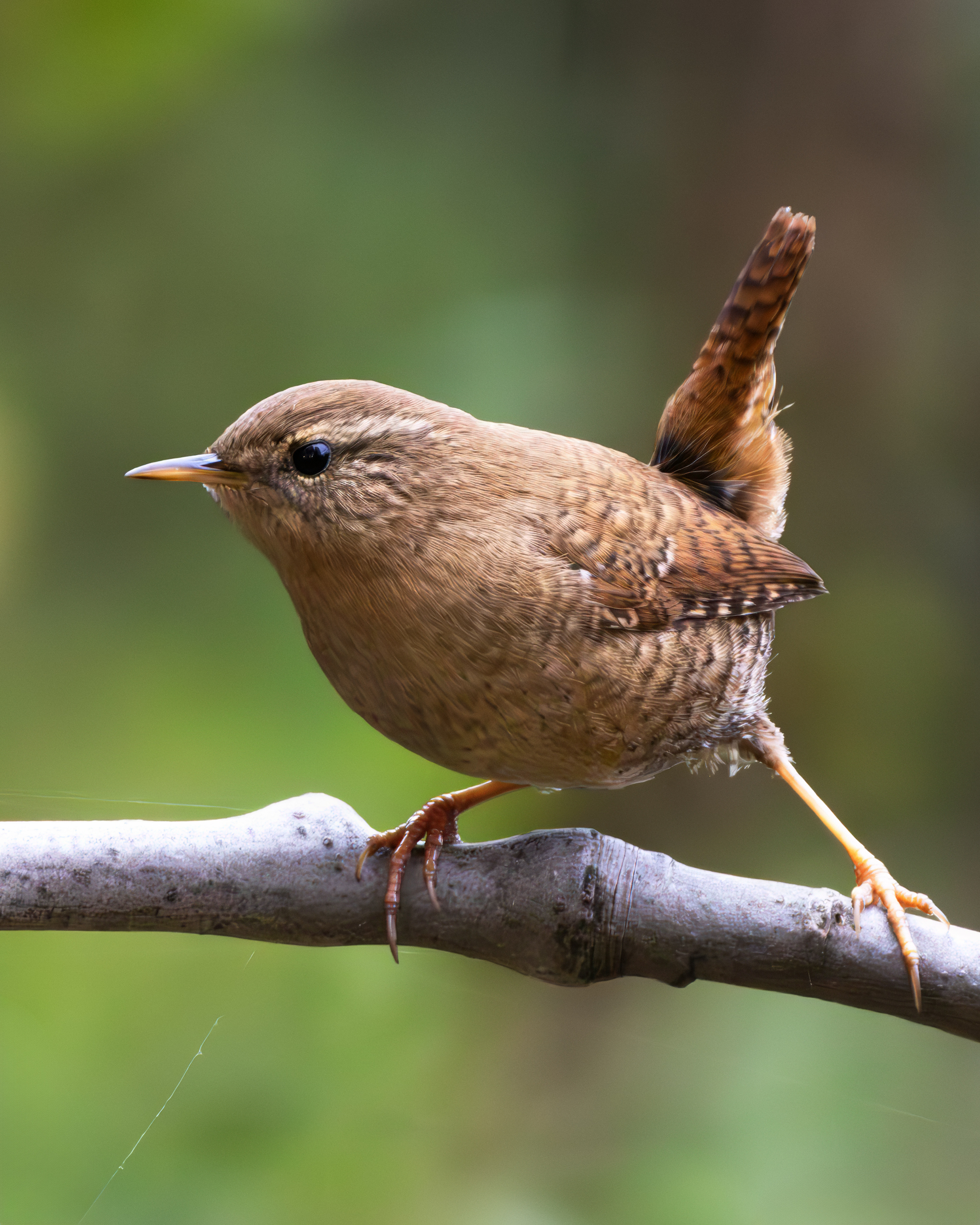 крапивник, troglodytes troglodytes , фото птиц, птицы, birds, Александр Шипиленко