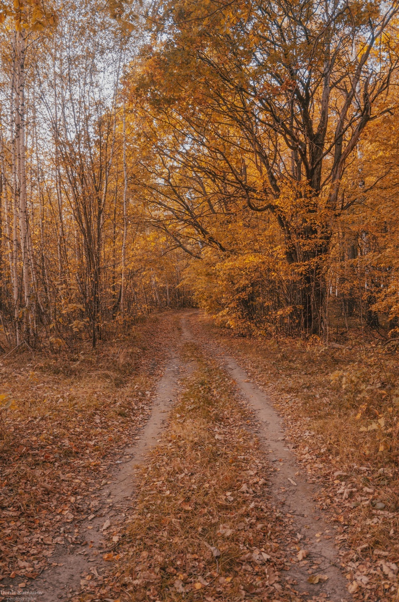 #nature, #природа, #autumn, #осень, #лес, #forest, #landscape, Denis Romanov