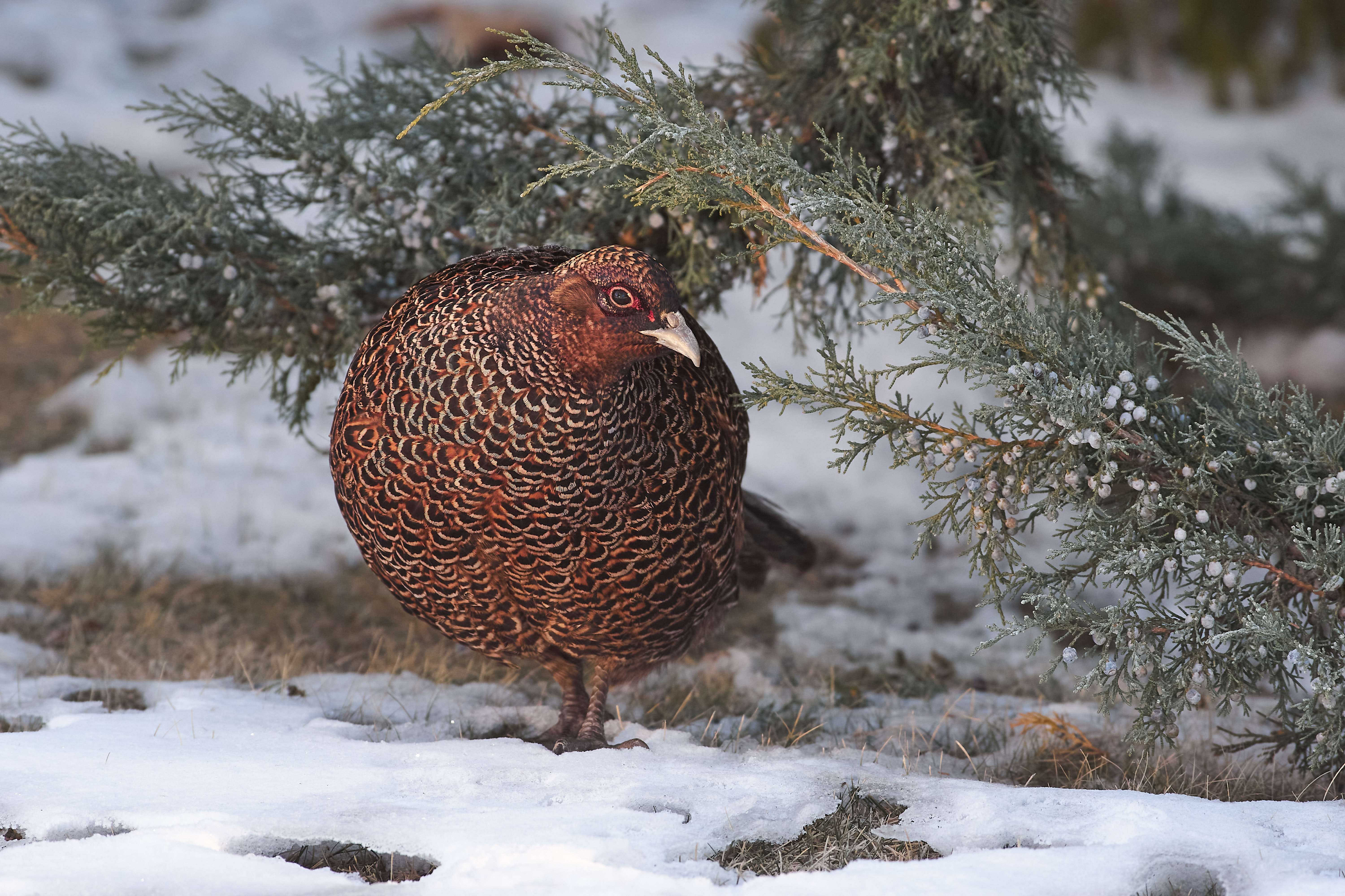 bird, birds, volgograd, russia, wildlife, , Павел Сторчилов