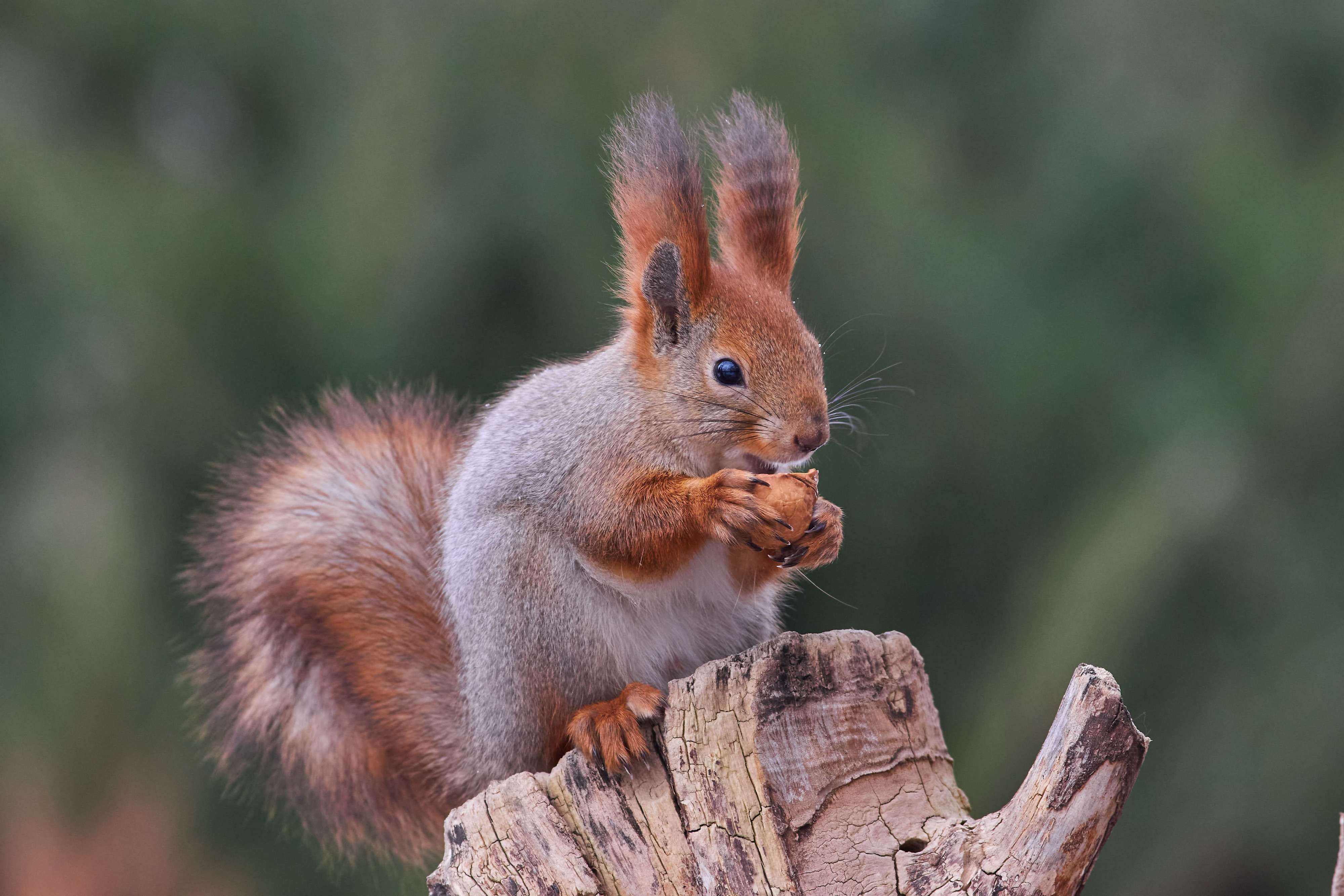 squirrel, volgograd, russia, , Павел Сторчилов