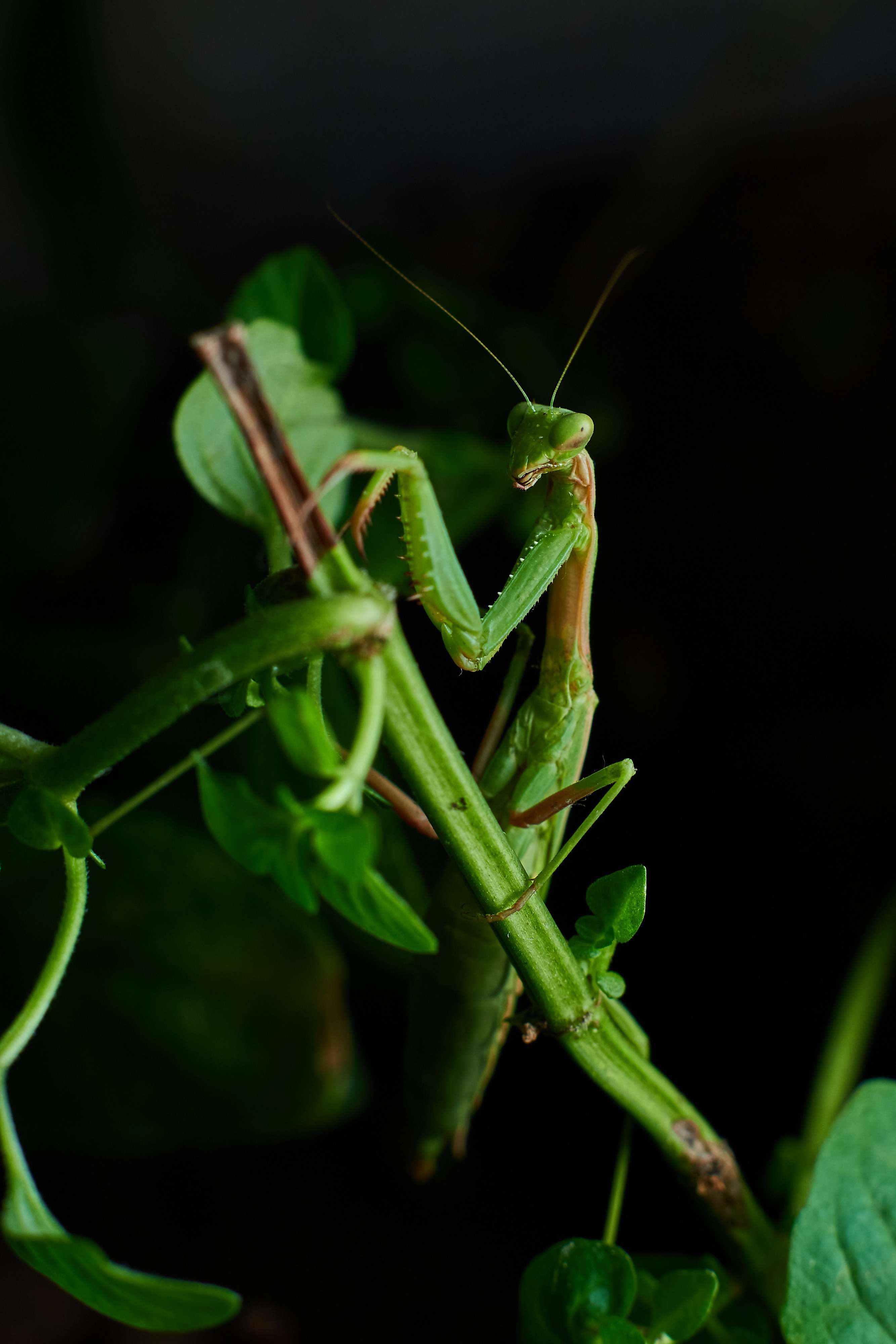 macro, volgograd, russia, , Павел Сторчилов