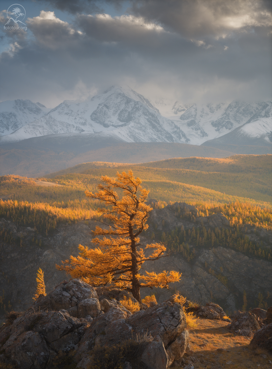 осень, алтай, горный алтай, горы, лиственница, фототур на алтай осенью, Гордиенко Анатолий