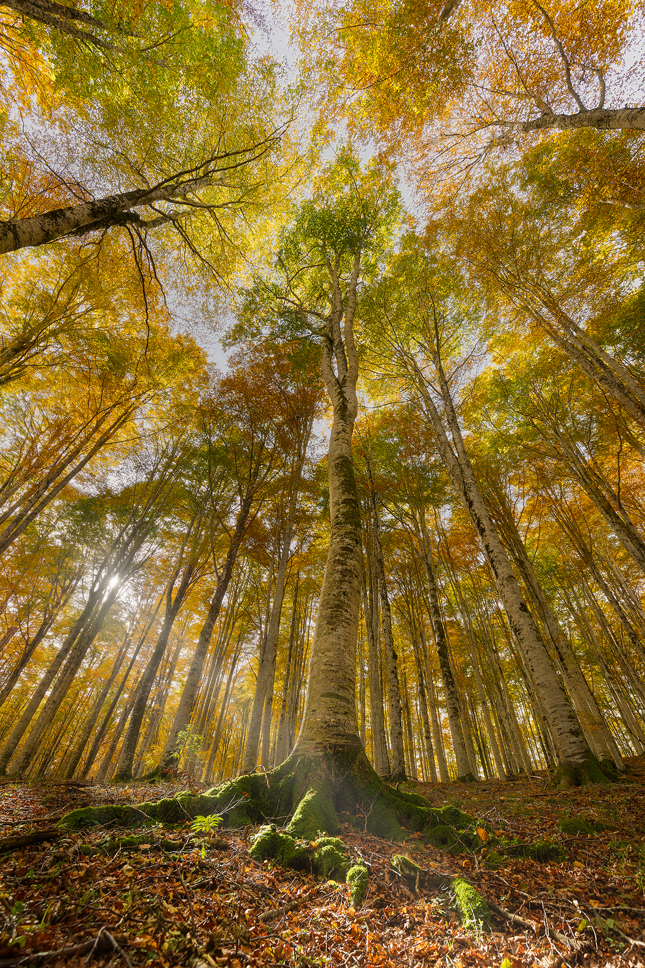 #foliage #cansiglio #italia @foliage @cansiglio @italia #italy canon 6 d ii, Andrea Mazzù