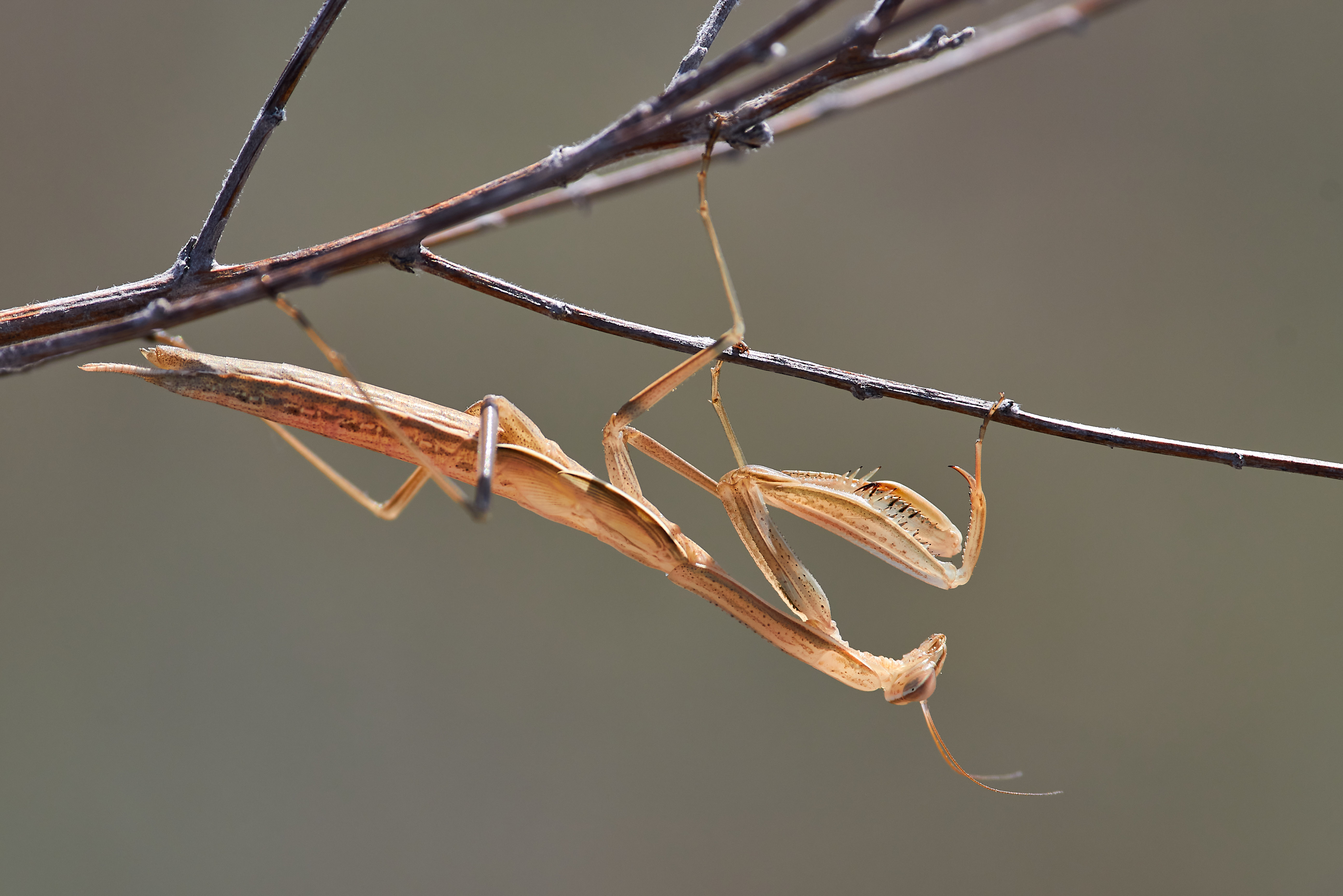 macro, volgograd, russia, wildlife, , Павел Сторчилов