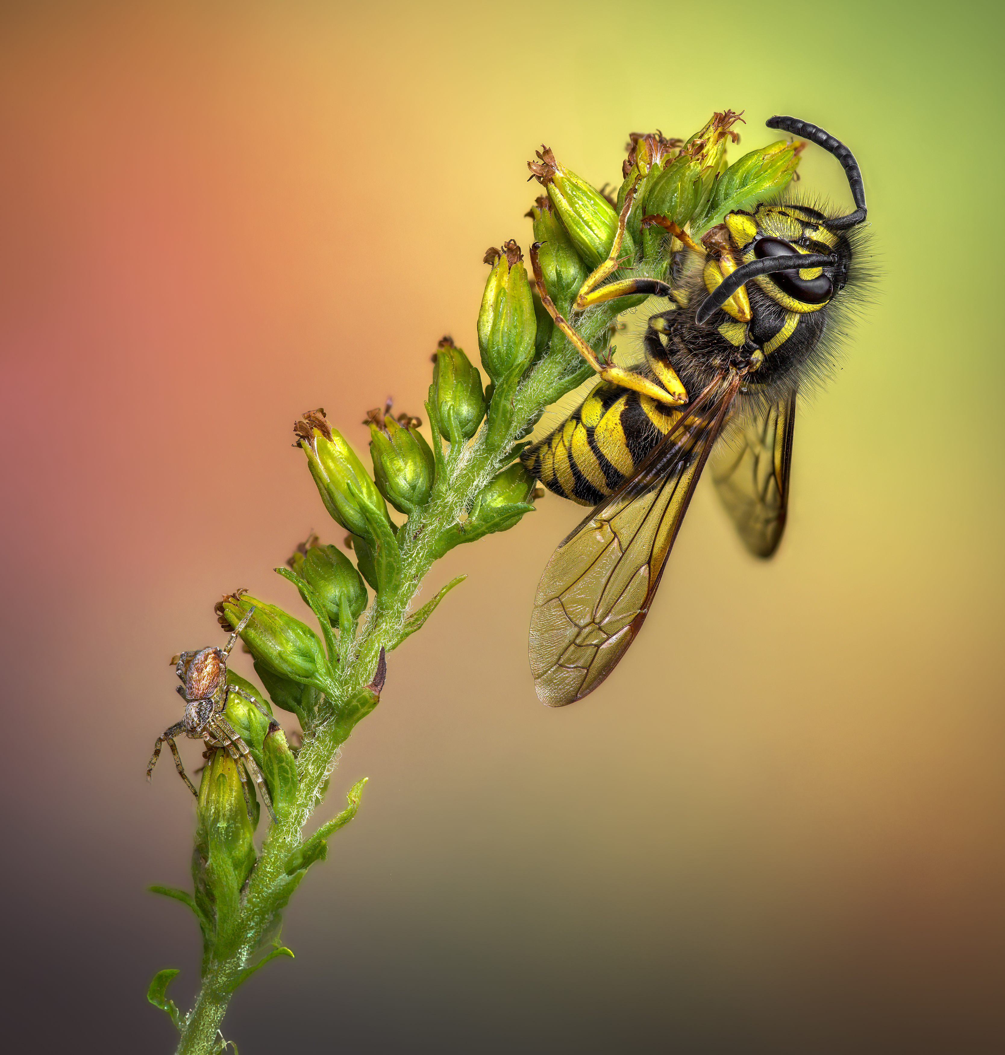 wasp, insect, macro, spider, nature, wild, insects, bee,, Atul Saluja