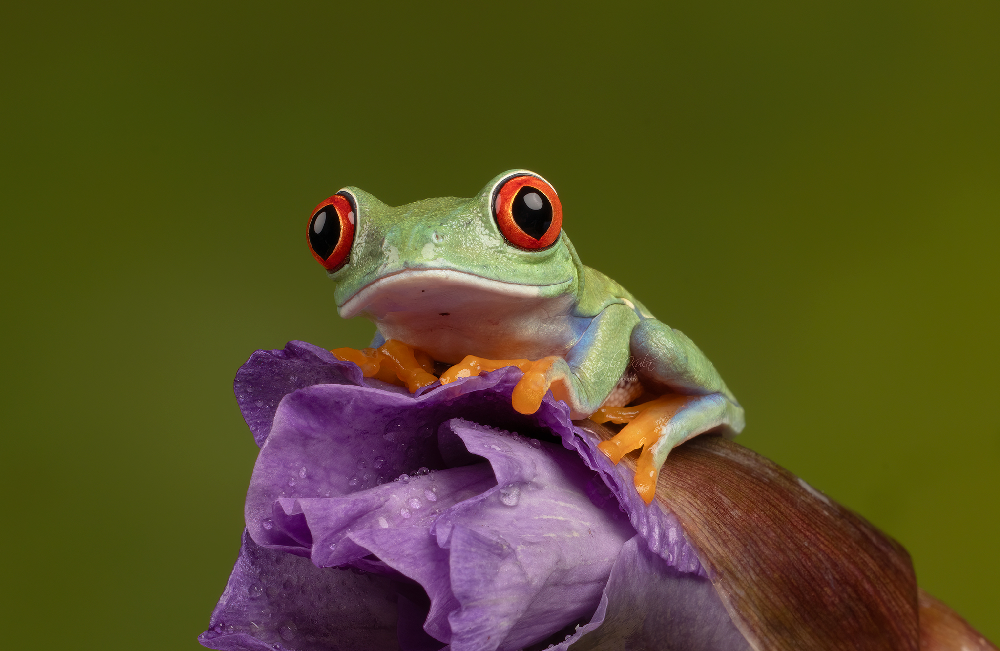 red eyed tree frog, frog, reptiles and amphibians, animals, nature, close up, canon, MARIA KULA