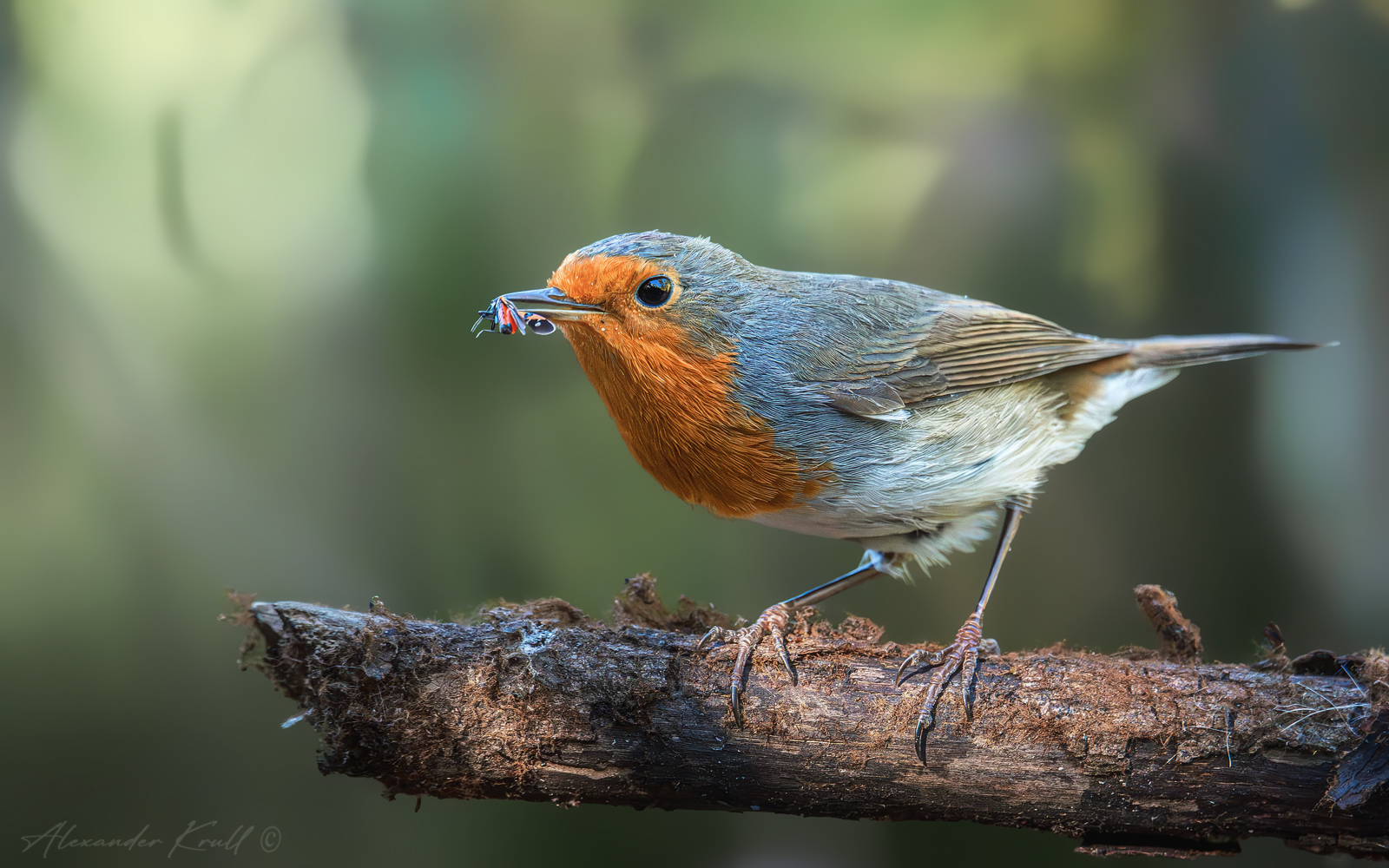 зарянка, малиновка, erithacus rubecula, Круль Александр