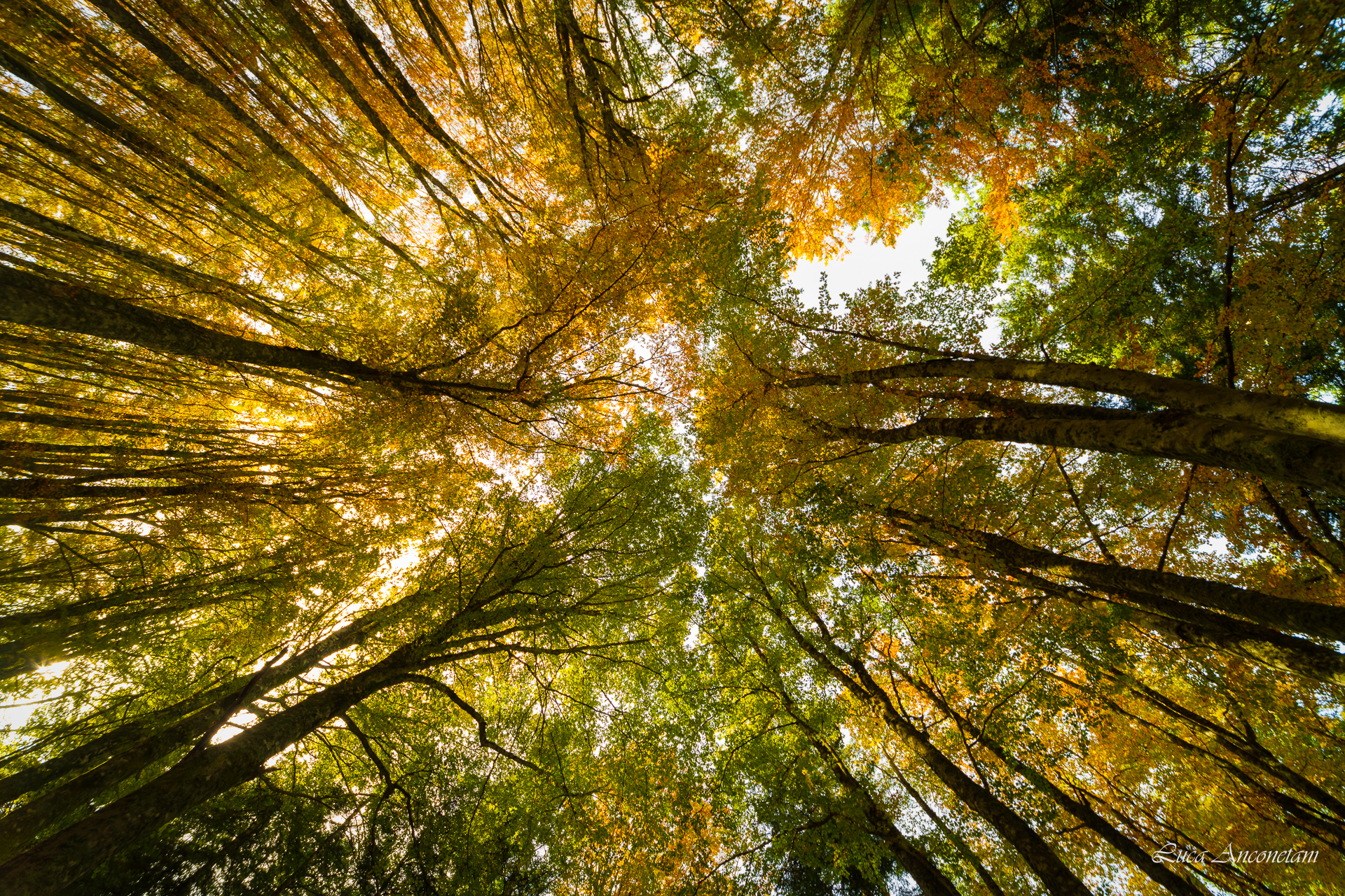 autumn colors tuscany casentino italy nature trees, Anconetani Luca