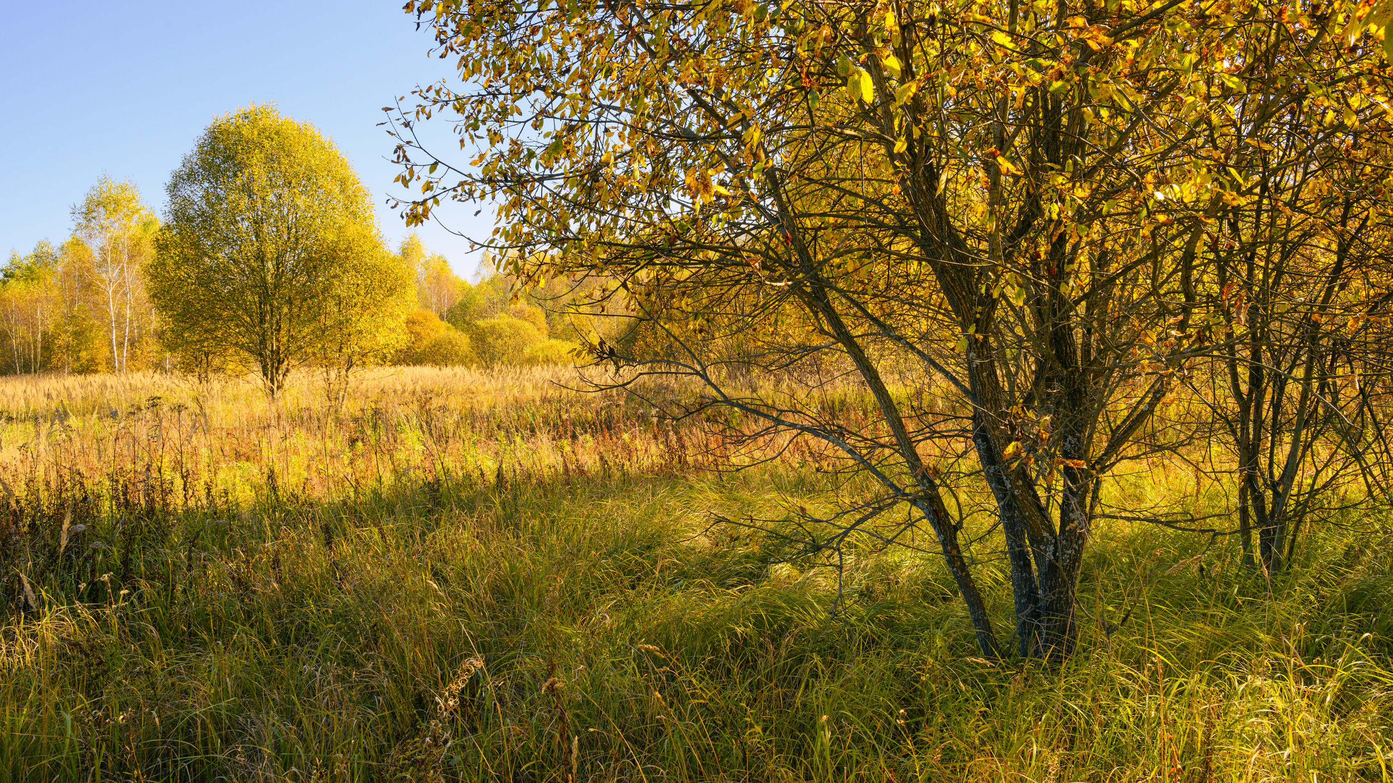 forest, tree, light, foliage, sunlight, morning, meadow, field, autumn, yellow, Андрей Козлов