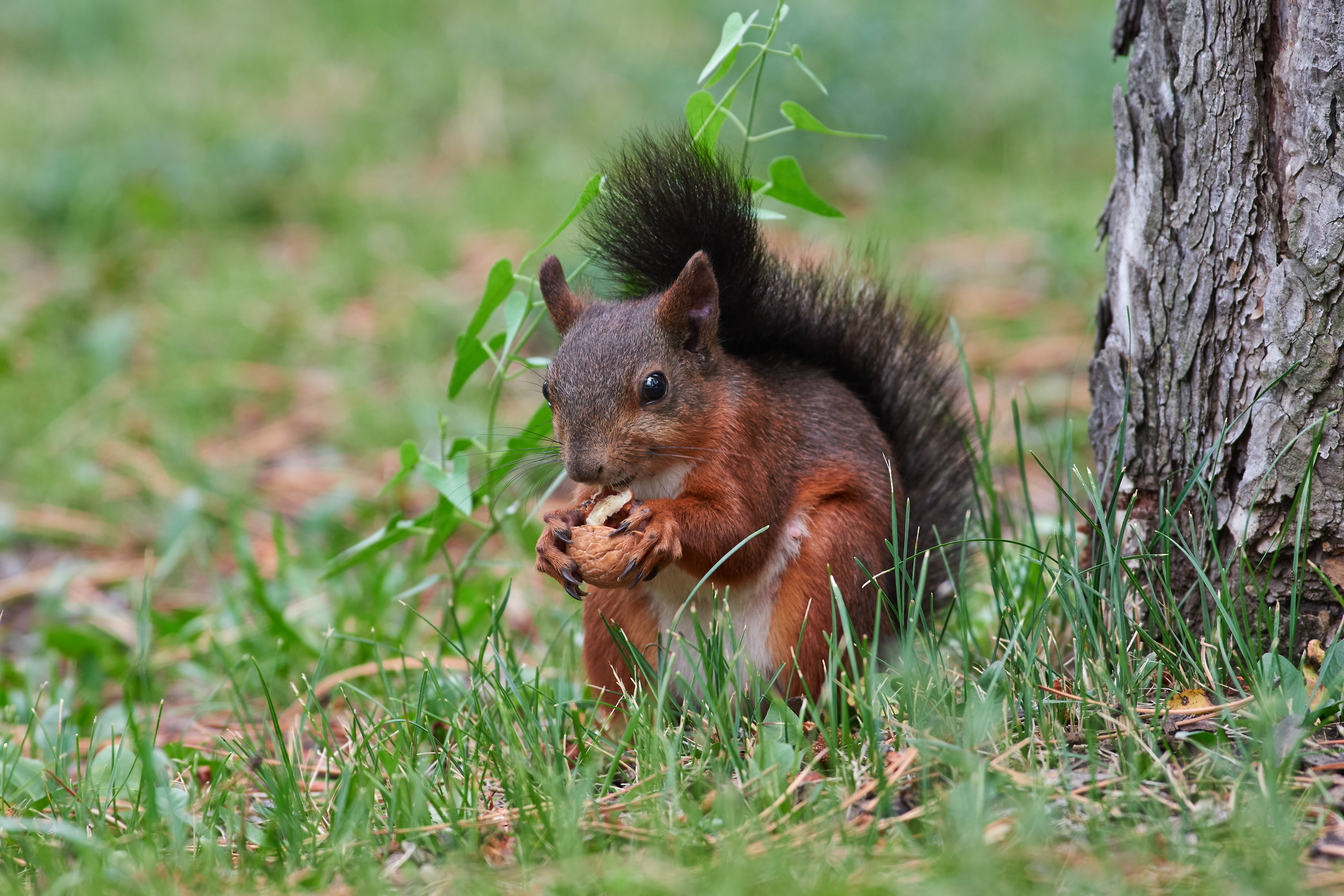 squirrel, volgograd, russia, , Павел Сторчилов