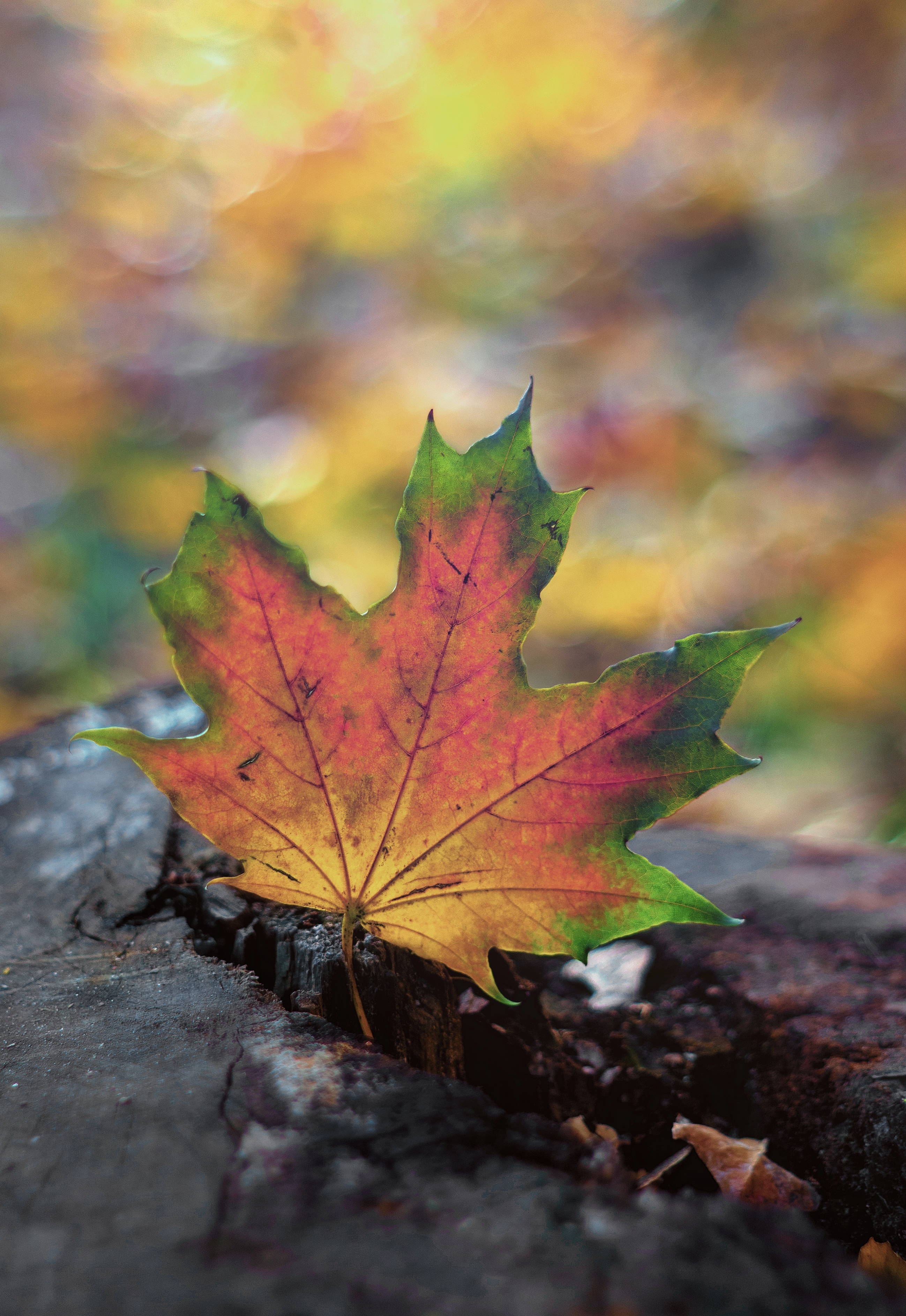 осень, макро, manual lens, nature, autumn, yellow leaf, pentacon, Обидина Мария