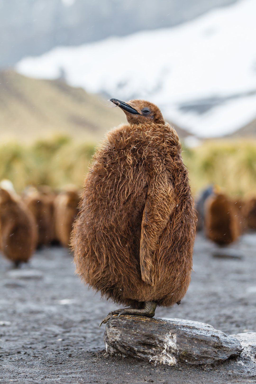 Антарктика, Королевский пингвин, Южная Георгия, Роман Мурушкин