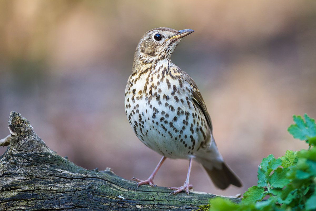 певчий дрозд, дрозд, птицы, дикая природа, song thrush, thrush, birds, Голубев Дмитрий