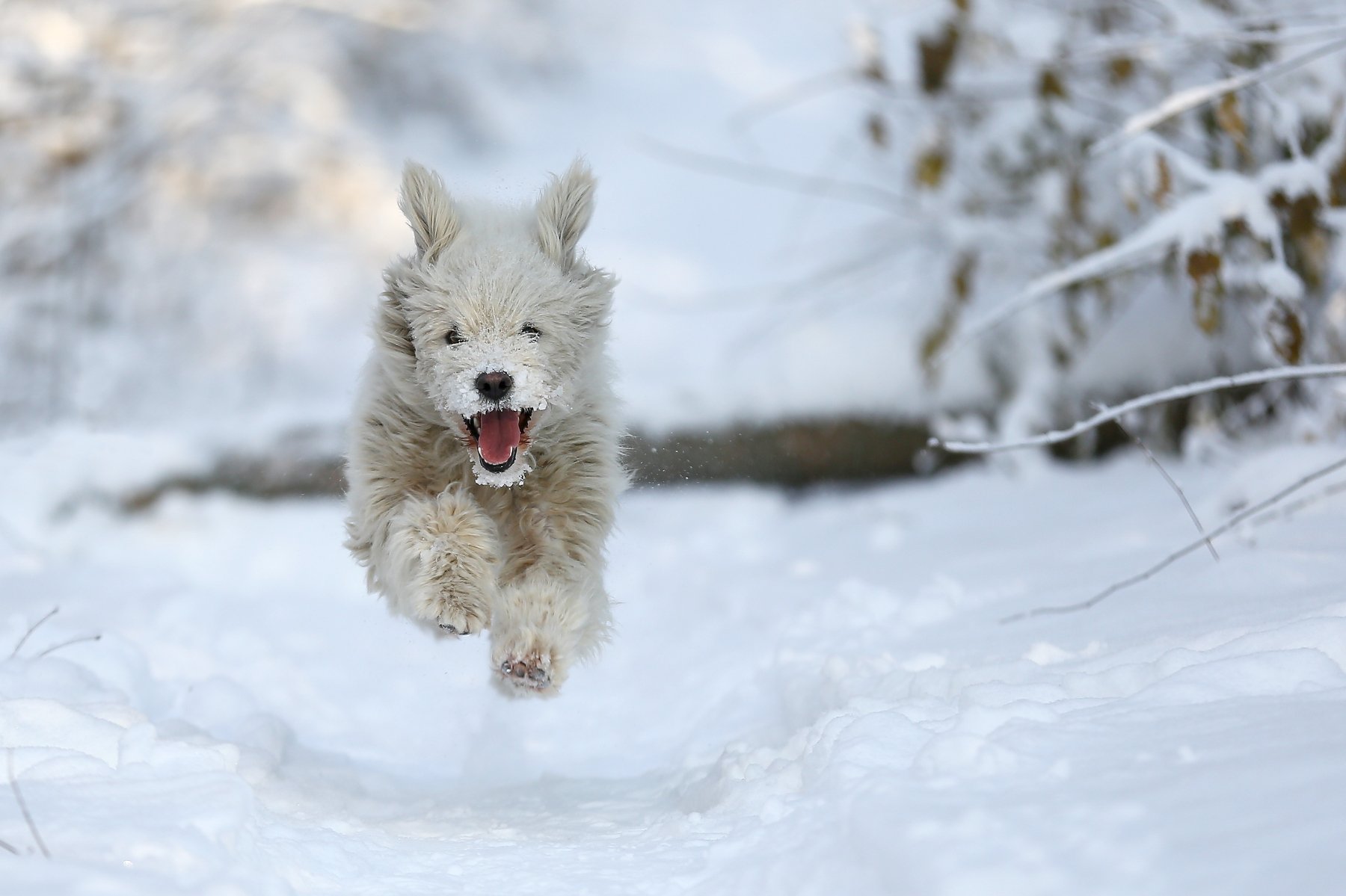 #dog, #nature, #snow, #winter, #зима, #снег, #собака, #эмоции, Константин Слободчук