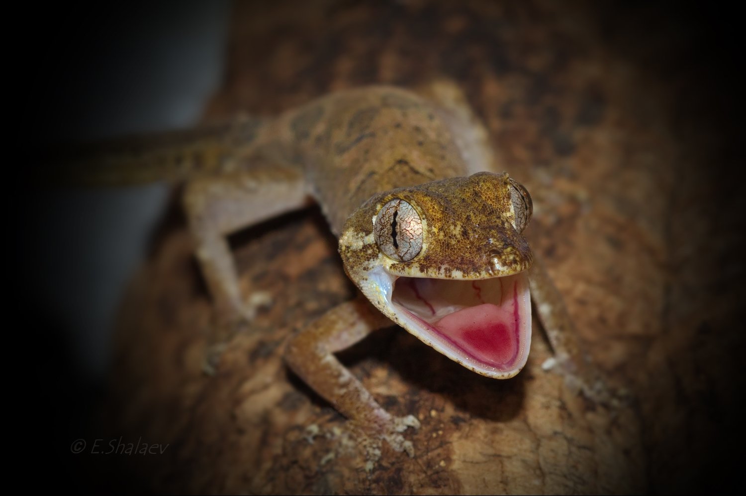 Cyrtodactylus elok, Malaysian Bowfingered Gecko, Reptilia, Геккон, Рептилии, Циртодактилюс кольцехвостый, Ящерица, Евгений