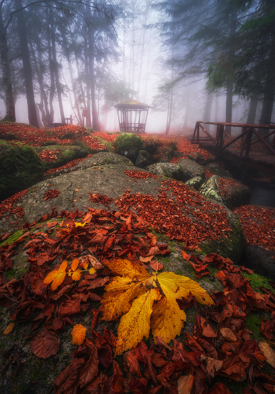 landscape, nature, scenery, forest, wood, autumn, mist, misty, fog, foggy, river, longexposure, mountain, rocks, vitosha, bulgaria, туман, лес, oсень, Александър Александров