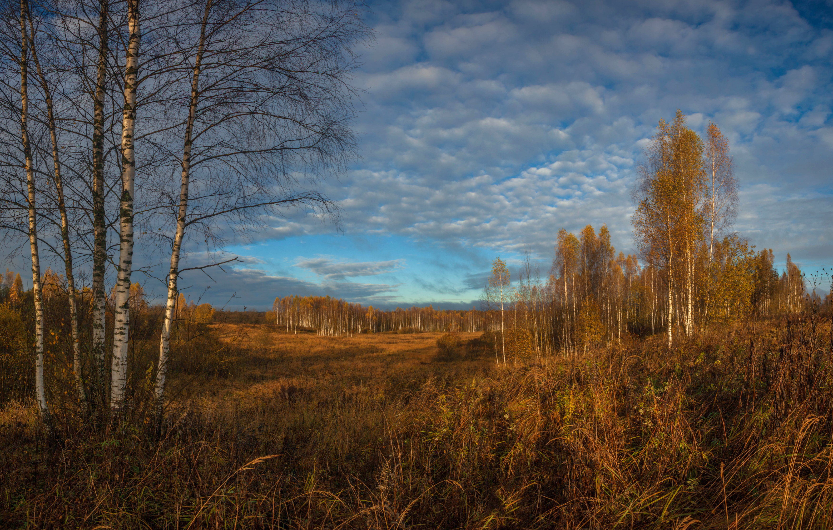 осень, лес, поле, облака, Свистков Александр