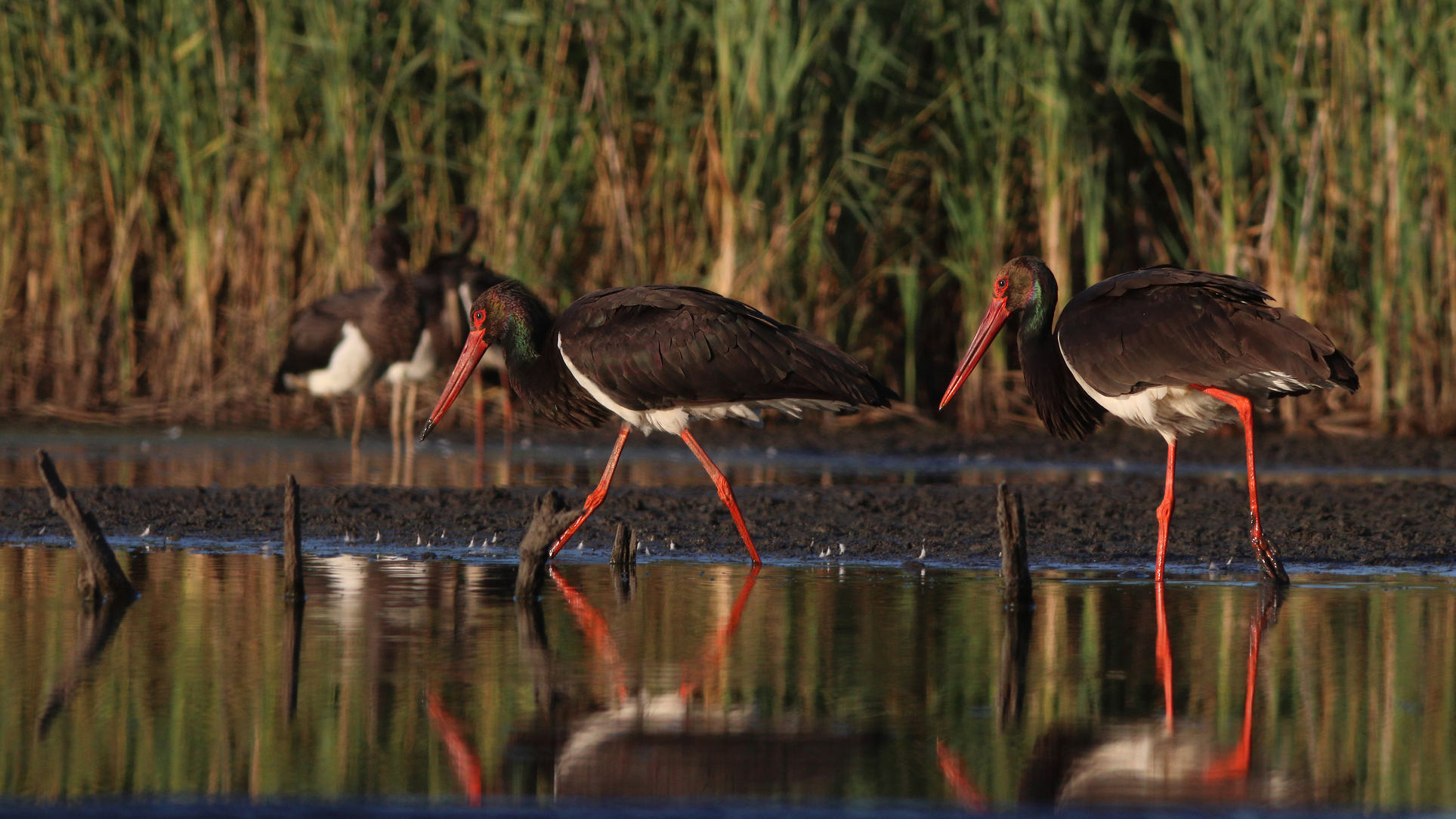 чёрный аист, ciconia nigra, black stork, Бондаренко Георгий