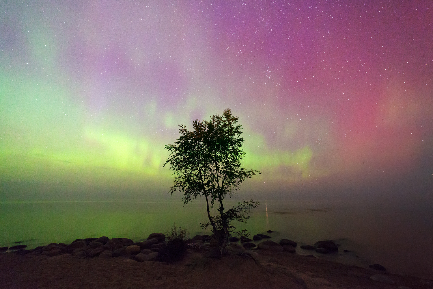 russia, aurora borealis, night, tree, stars, Медведникова Мария