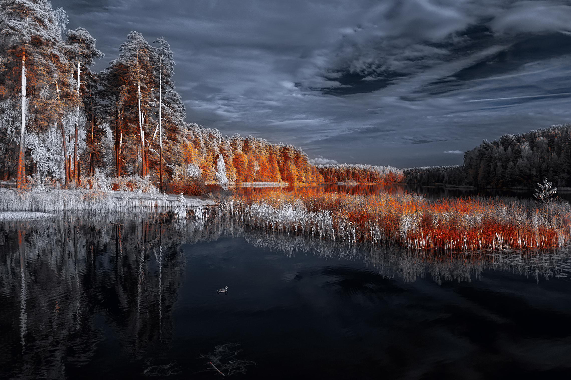 infrared,ик-фото,инфракрасное фото, инфракрасная фотография, пейзаж, осень,  Sixten (Сергей)