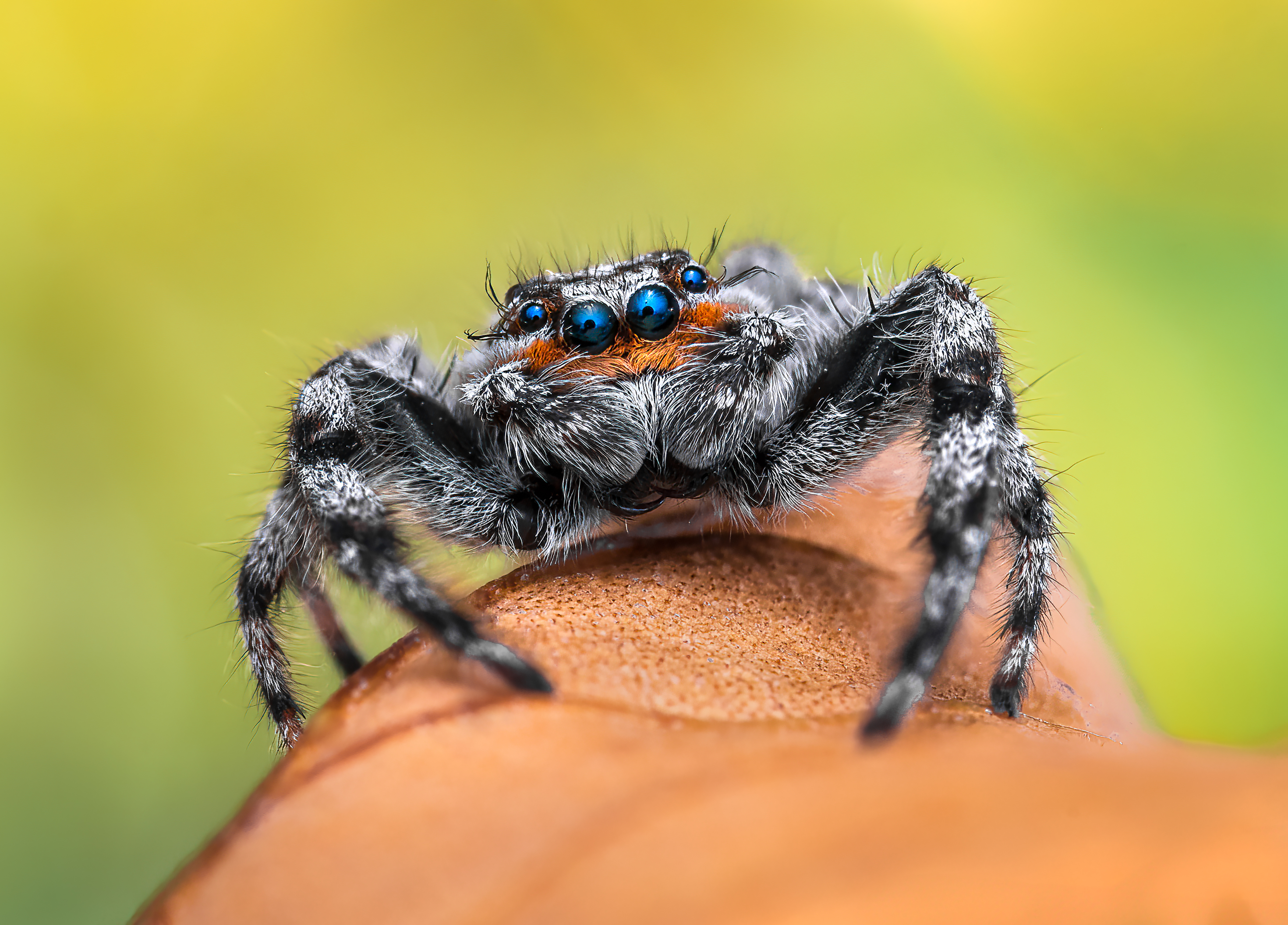 spider, animal, wild, insect, arachnid, leaf, macro,, Atul Saluja